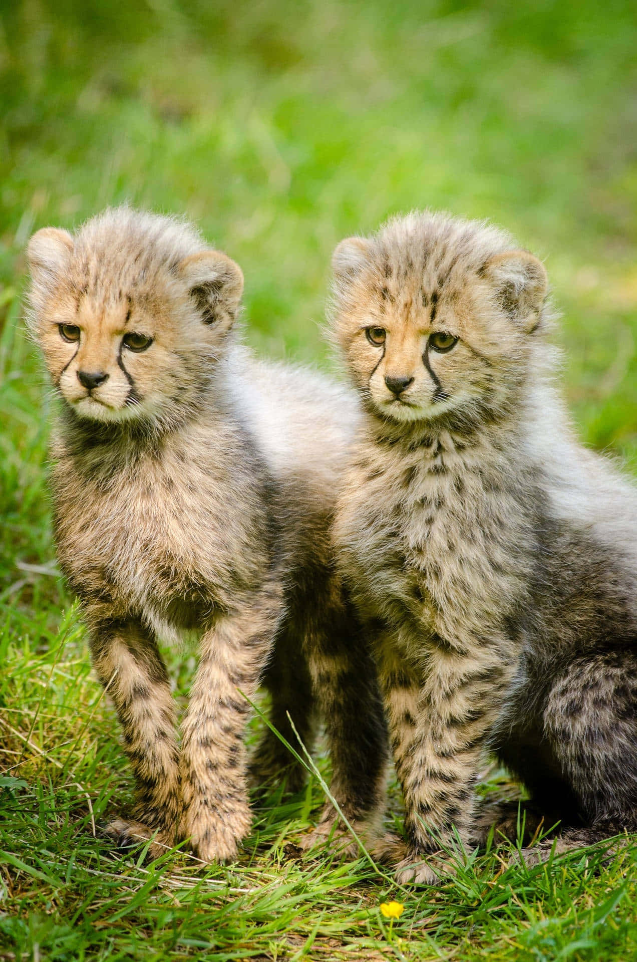 Two Cheetah Cubs Are Sitting On The Grass