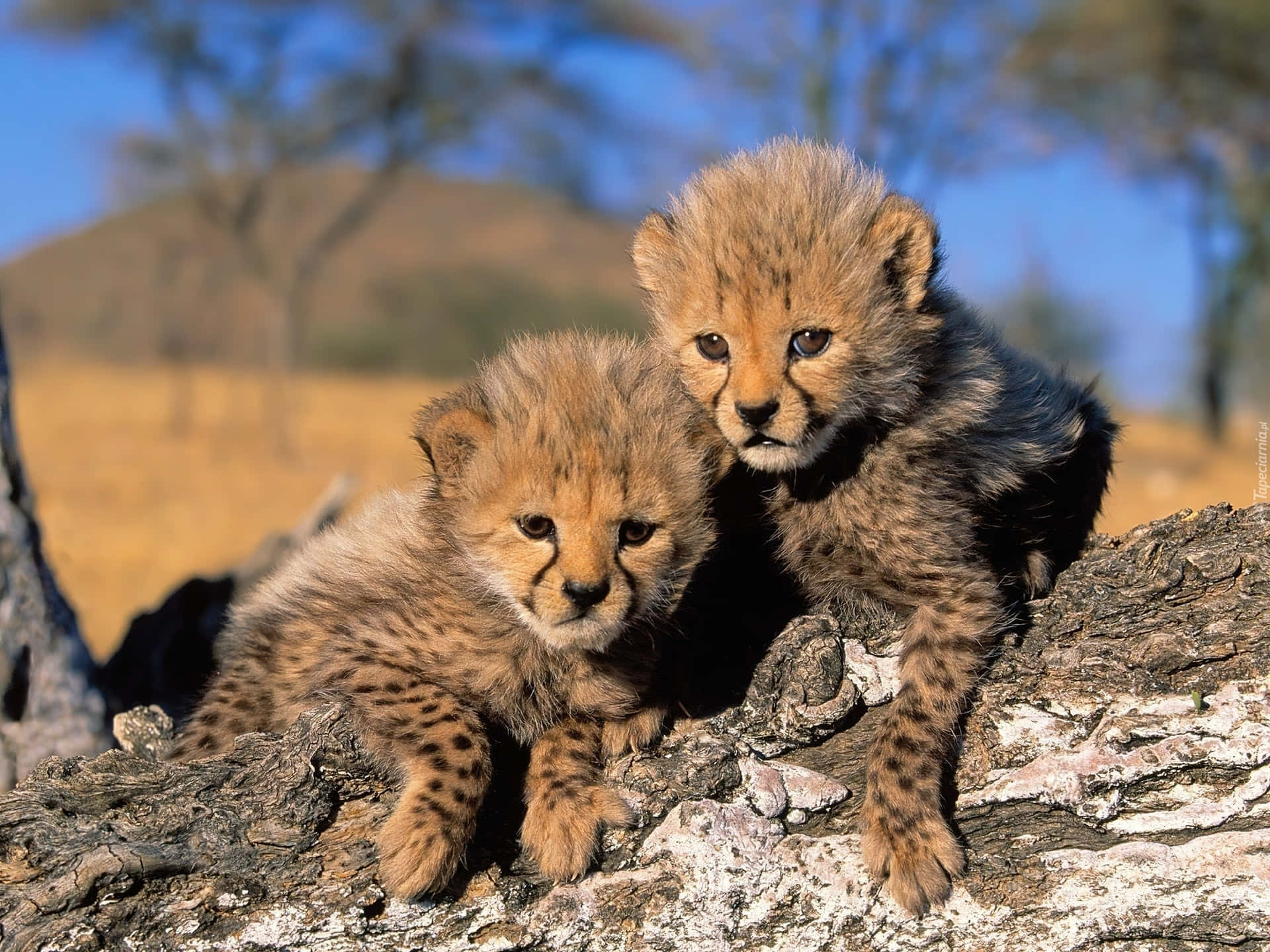 Two Cheetah Cubs Sitting On A Tree Trunk Background