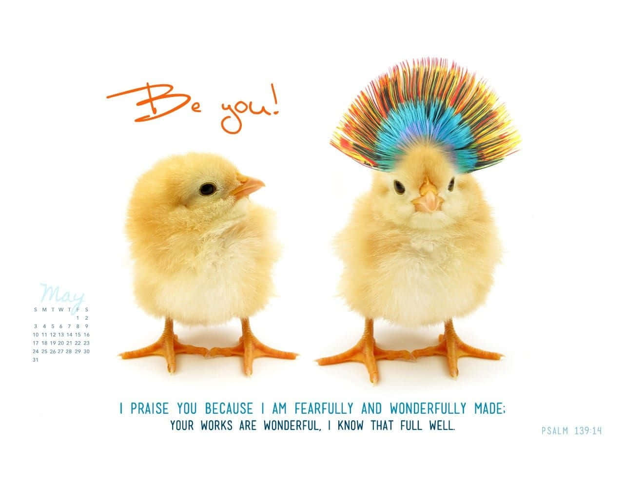 Two Chickens With Colorful Hair On Their Heads Background