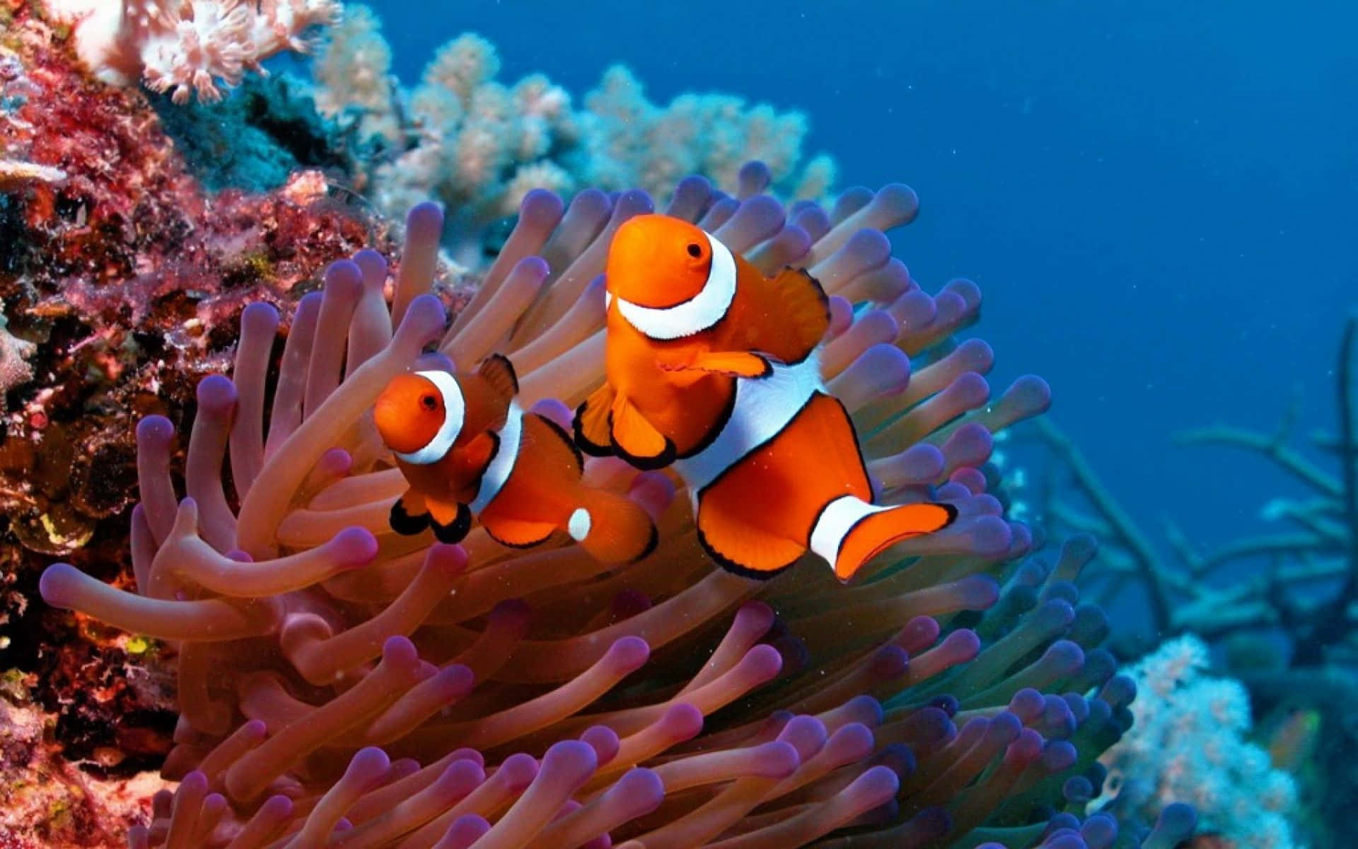 Two Clown Fish Swimming In An Anemone Background