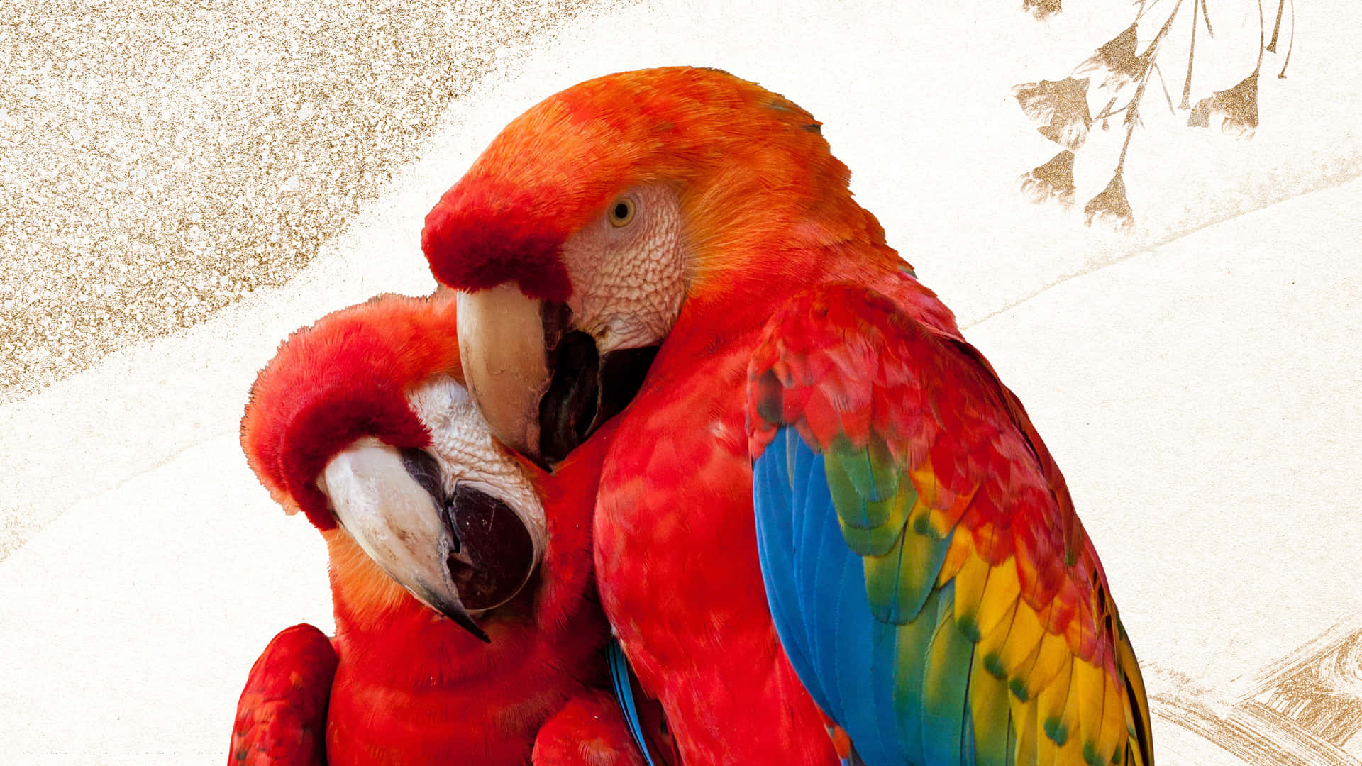 Two Colorful Parrots Snuggling Background