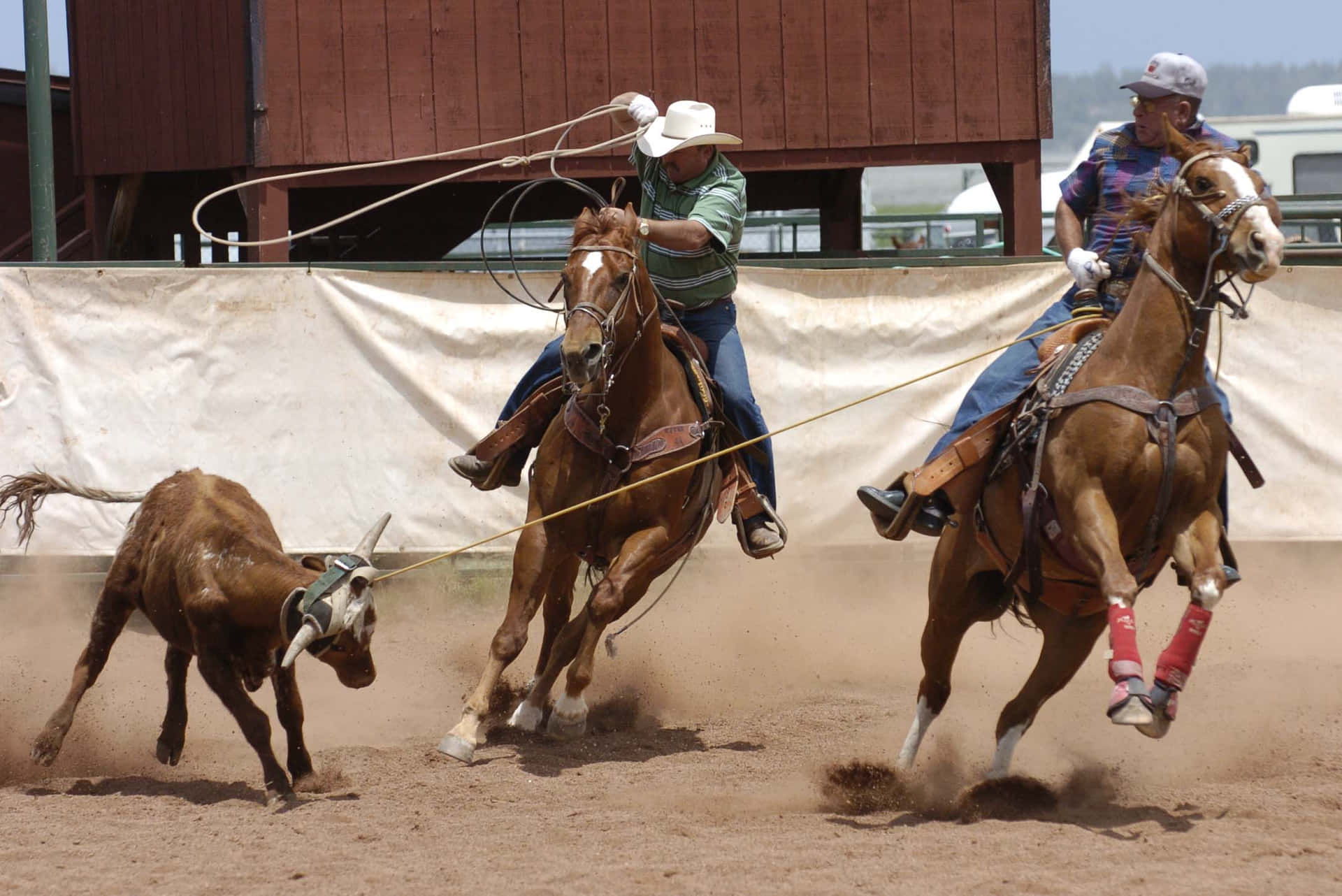 Two Competitors Enter The Arena For Team Roping Background