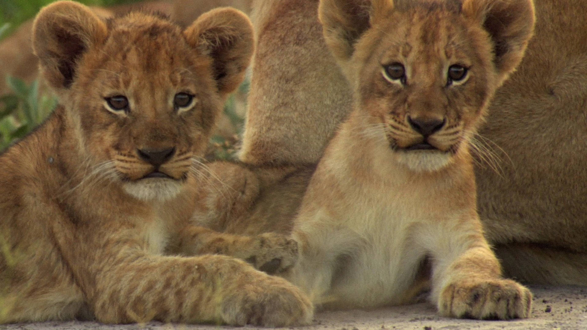 Two Cool Lion Cubs