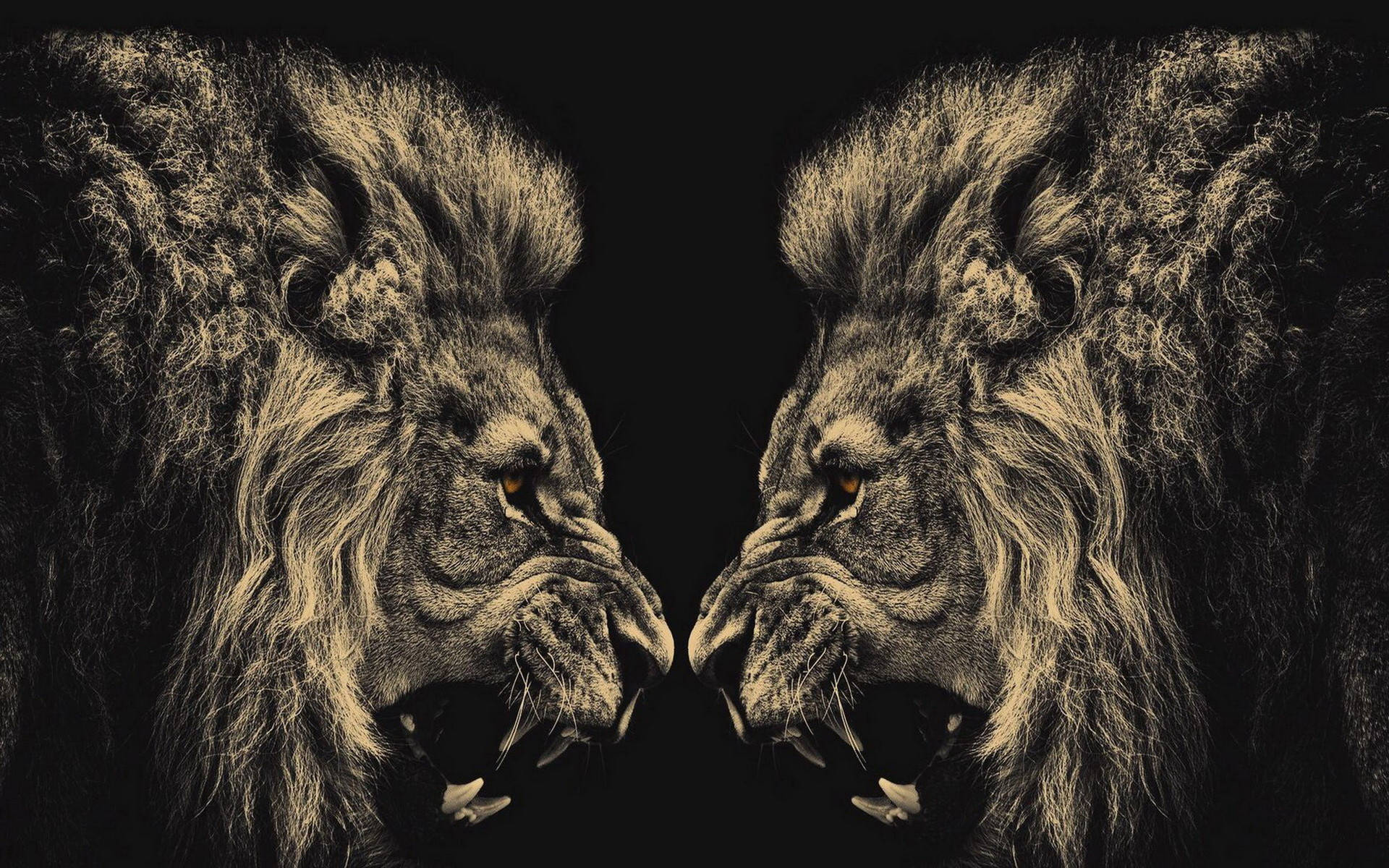 Two Cool Lion Face To Face Background