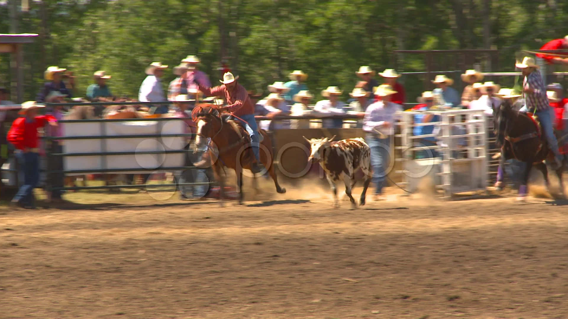 Two Cowboys Rope In A Calf In A Friendly Team Roping Match.