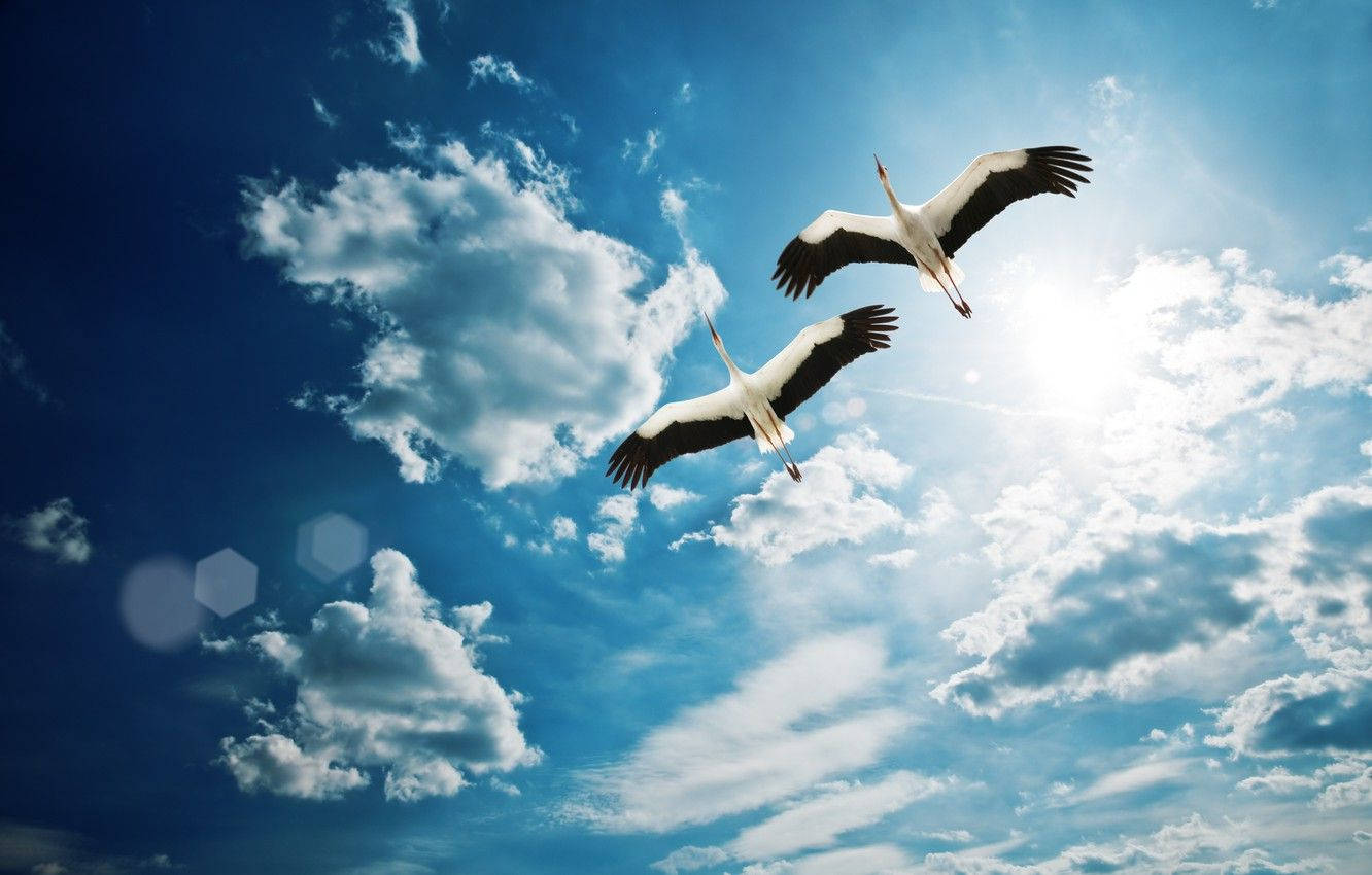 Two Crane Birds Flying Background