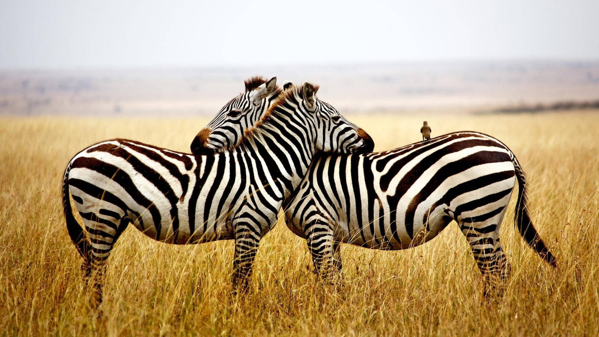 Two Cuddling Zebra