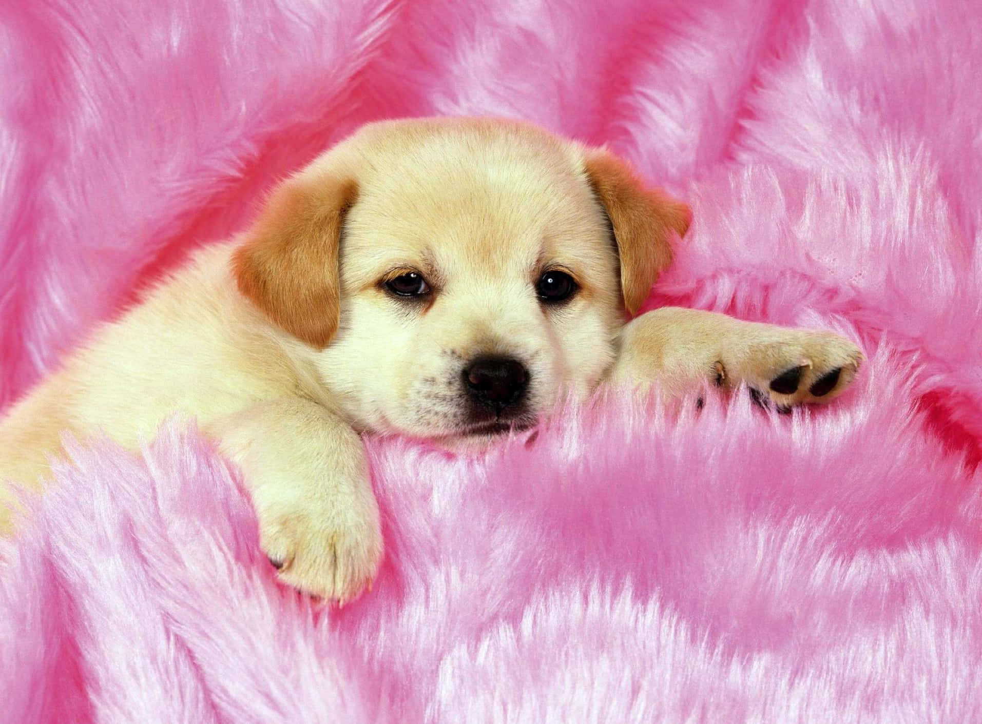 Two Cute And Cuddly Pink Puppies Sharing A Tender Moment. Background