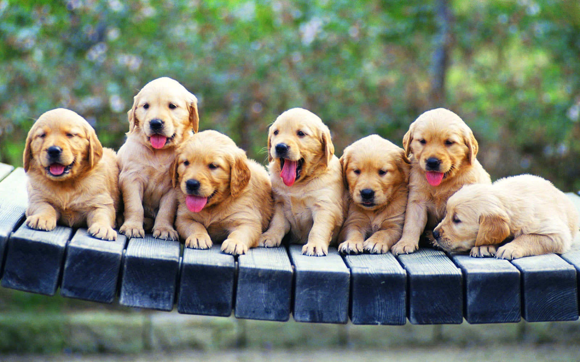 Two Cute And Fluffy Pink Puppies Playing. Background