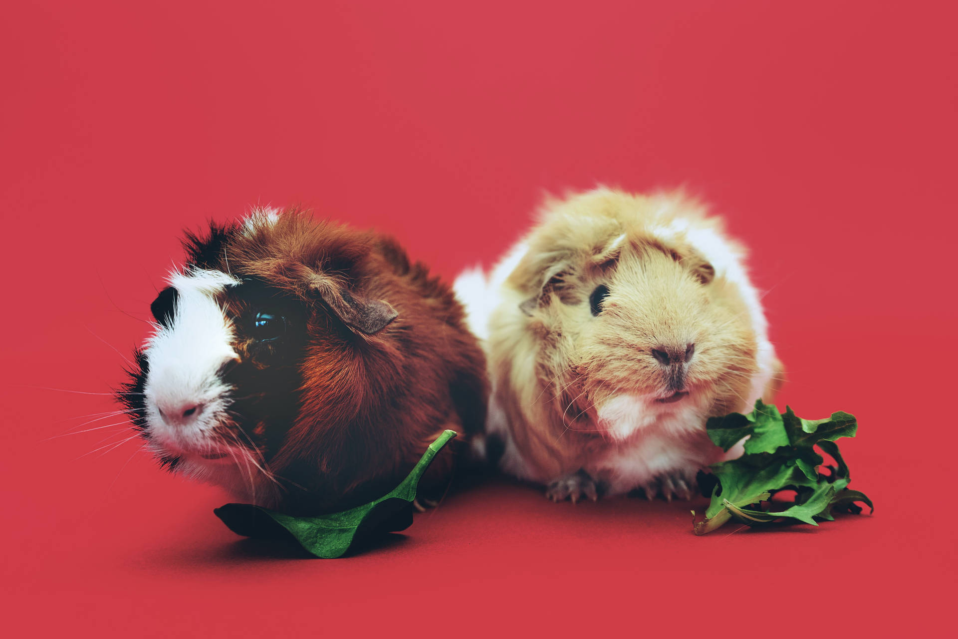 Two Cute Animals Guinea Pigs Background
