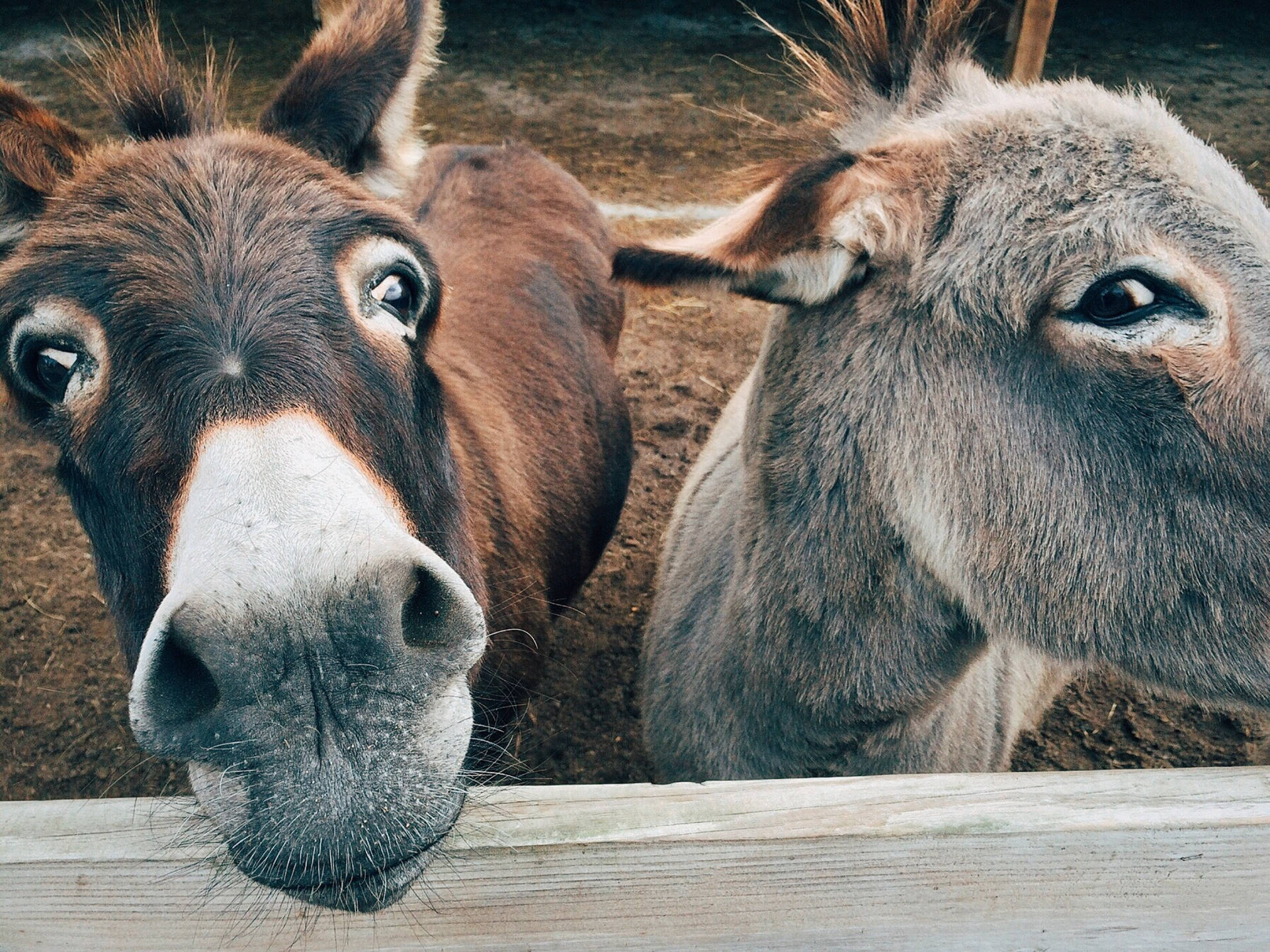 Two Cute Animals Irish Donkeys Background