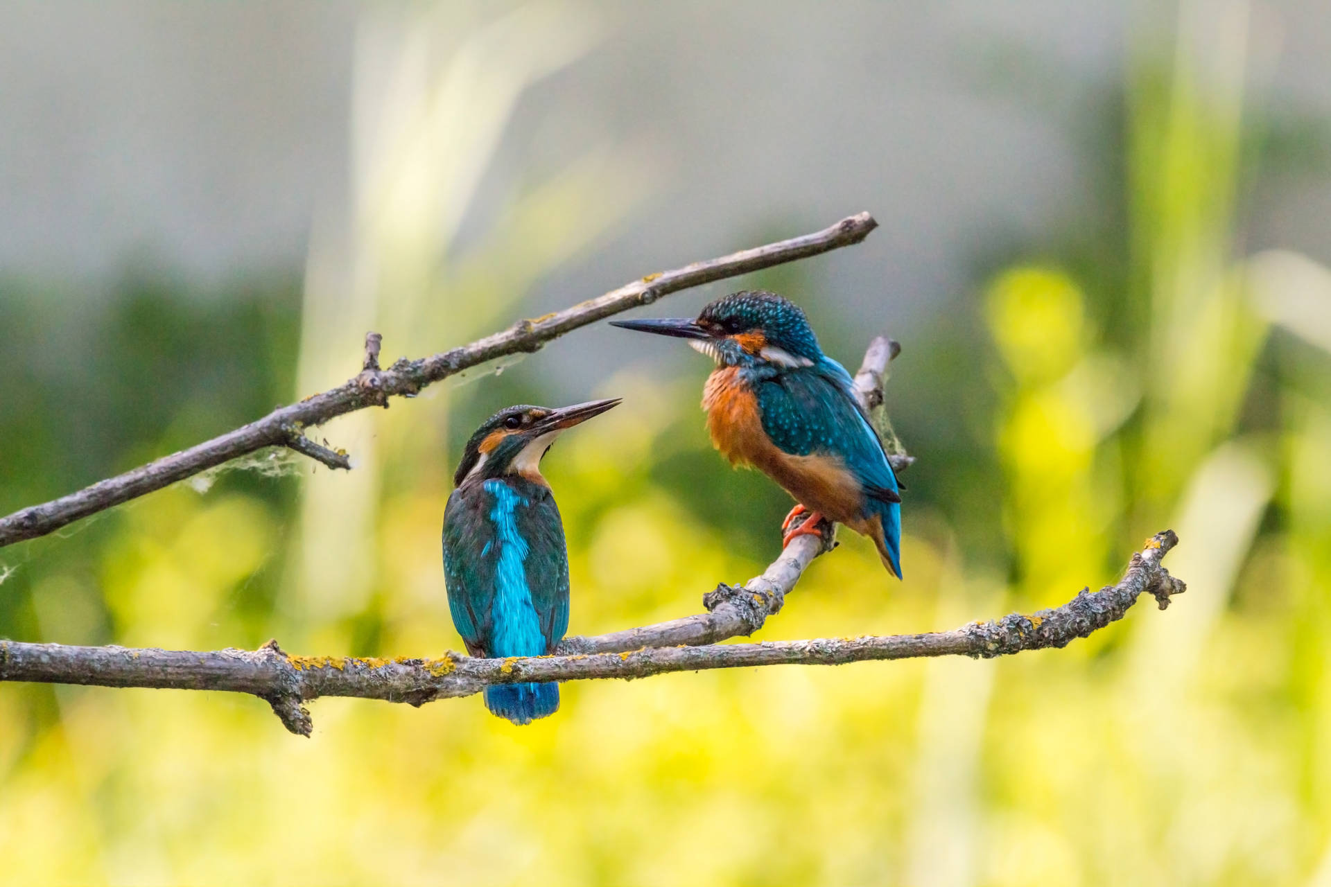 Two Cute Animals Kingfisher Duet Birds Background