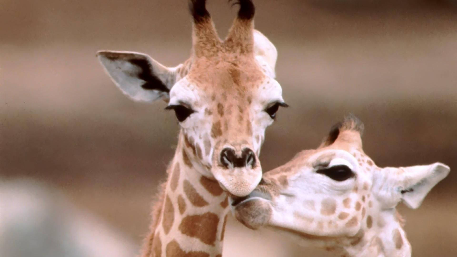 Two Cute Baby Giraffes Background