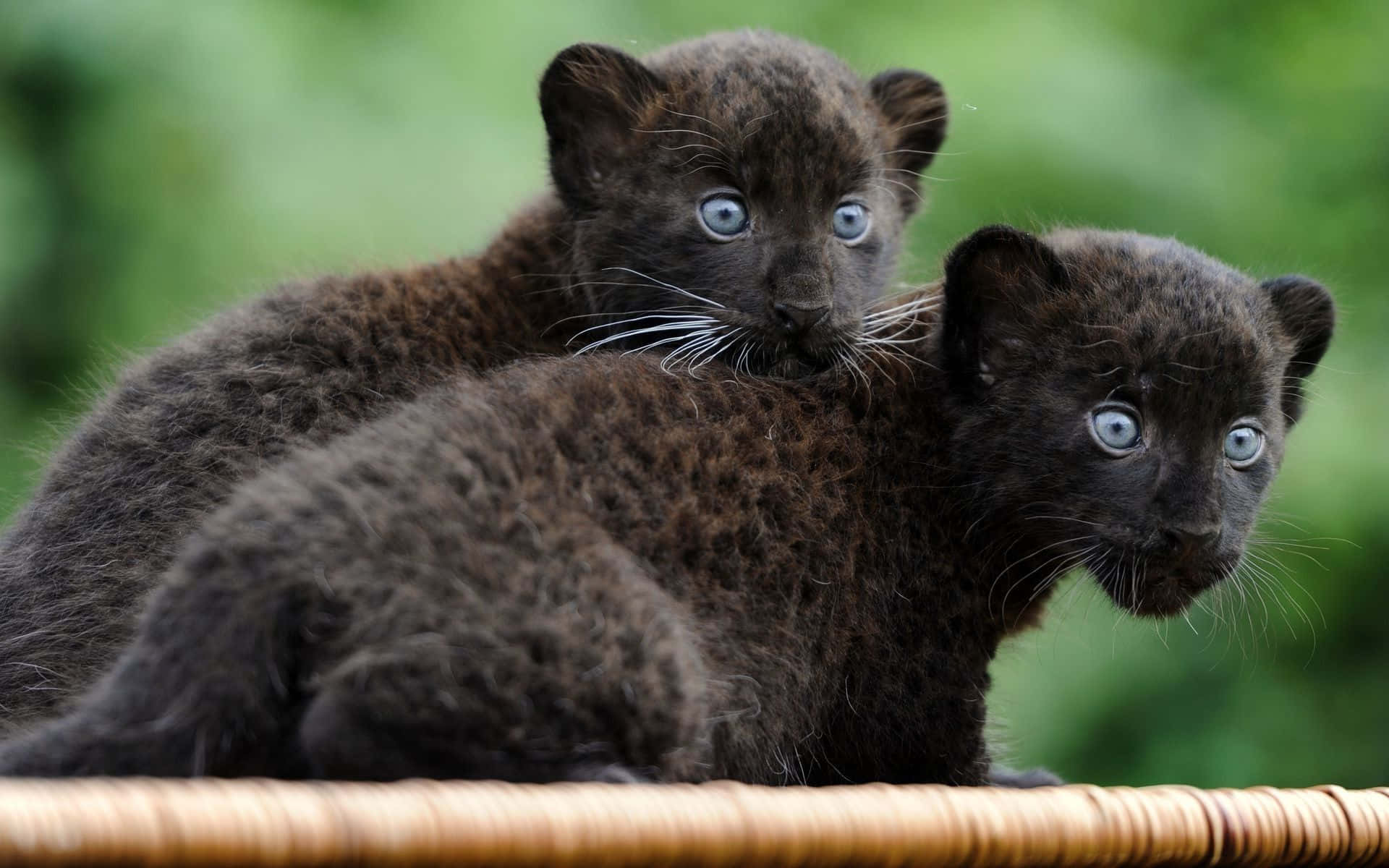 Two Cute Black Panther