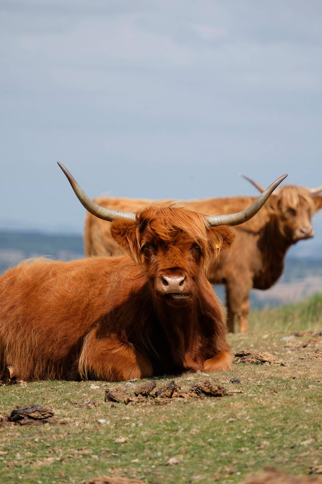 Two Cute Cows On Grass Background