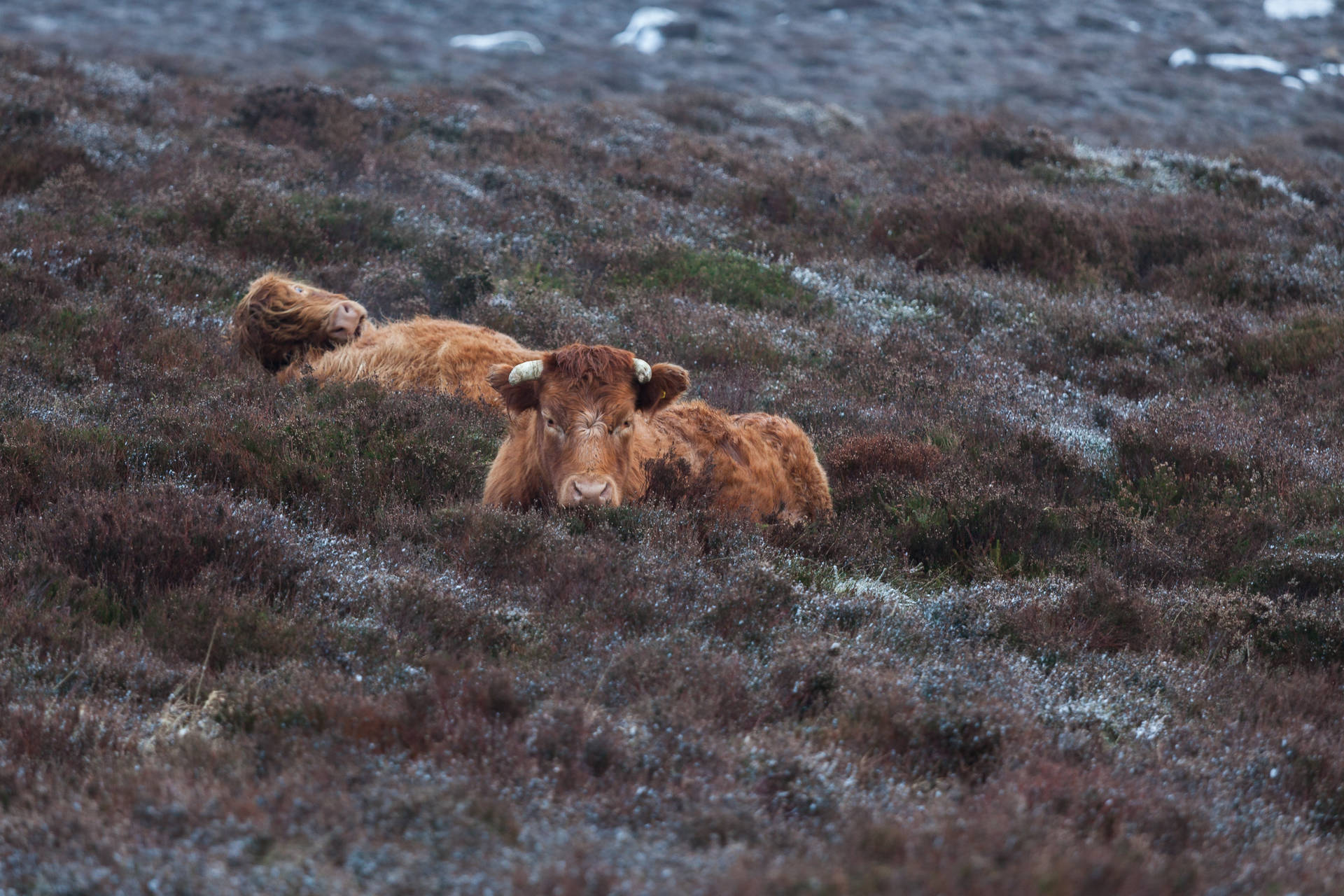 Two Cute Cows On Snowy Grass