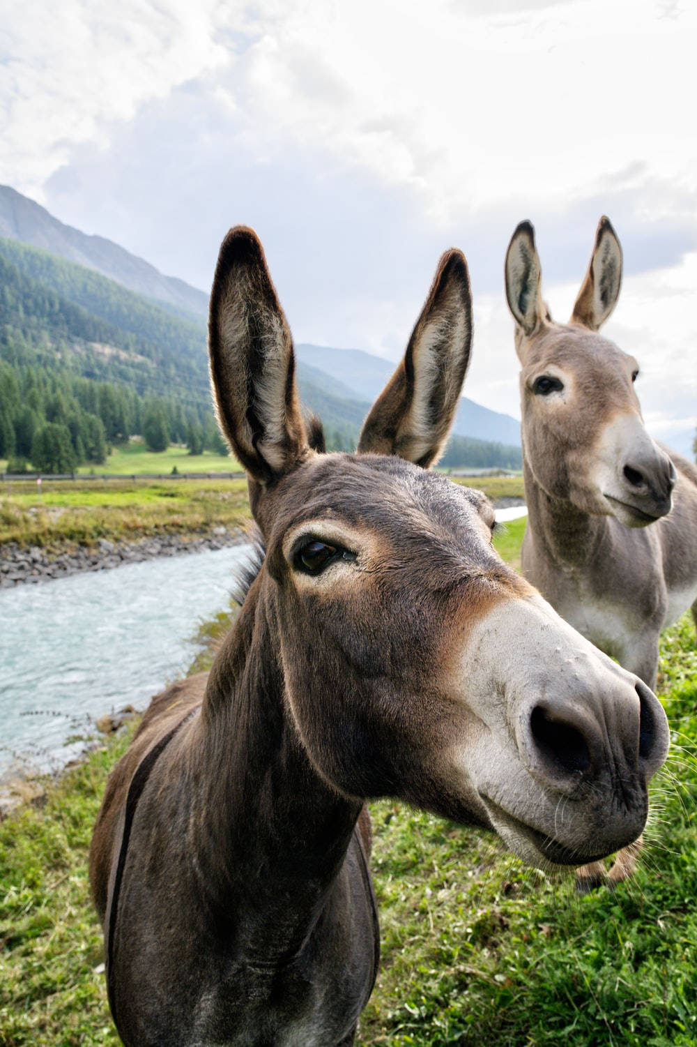 Two Cute Donkeys Background