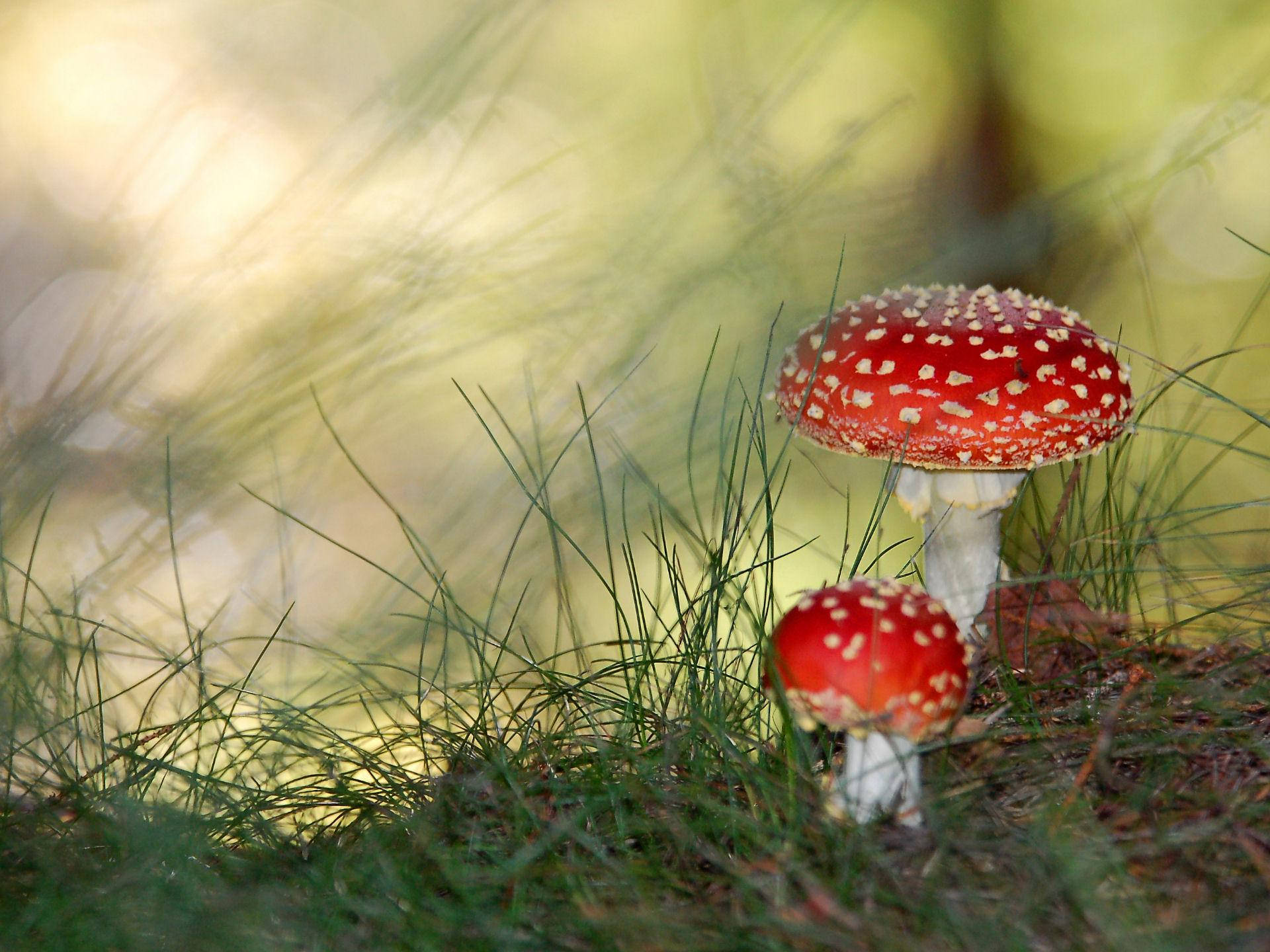 Two Cute Fly Agaric Mushrooms Different Sizes Background