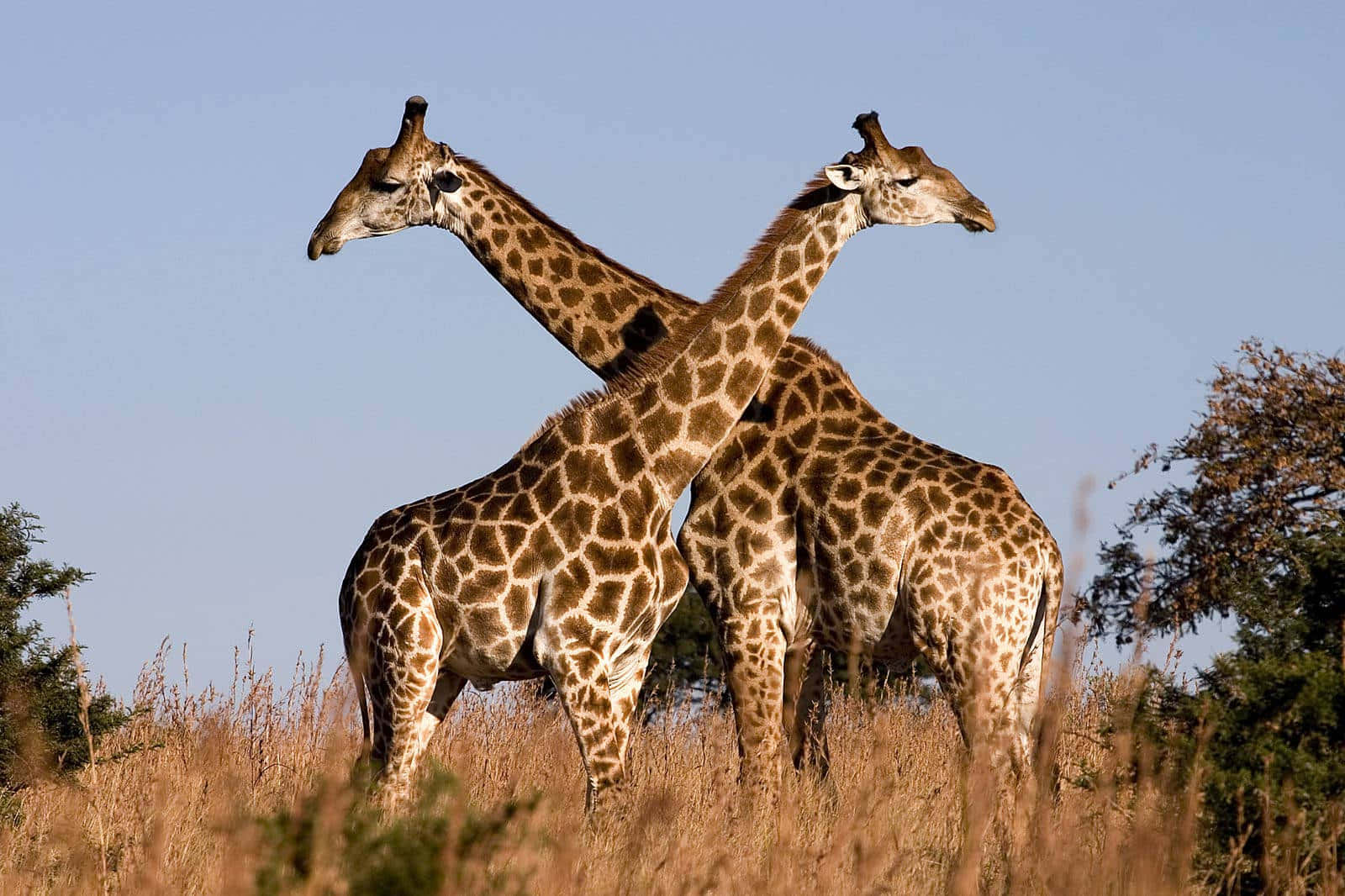 Two Cute Giraffes Out In The African Wild Background