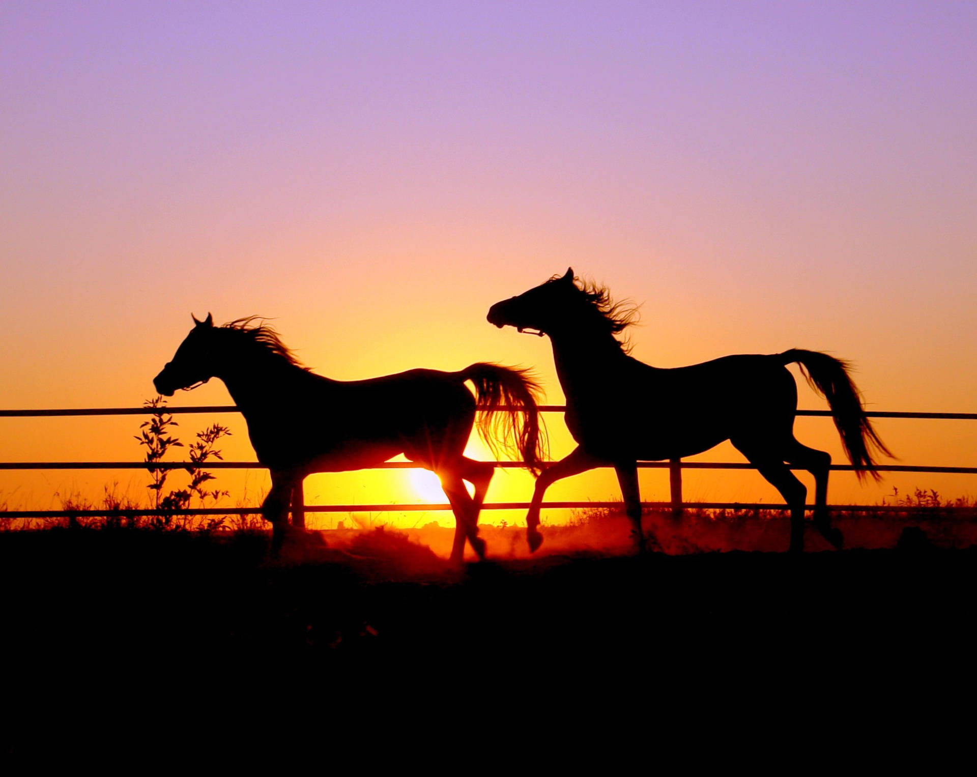 Two Cute Horses On Sunset Background