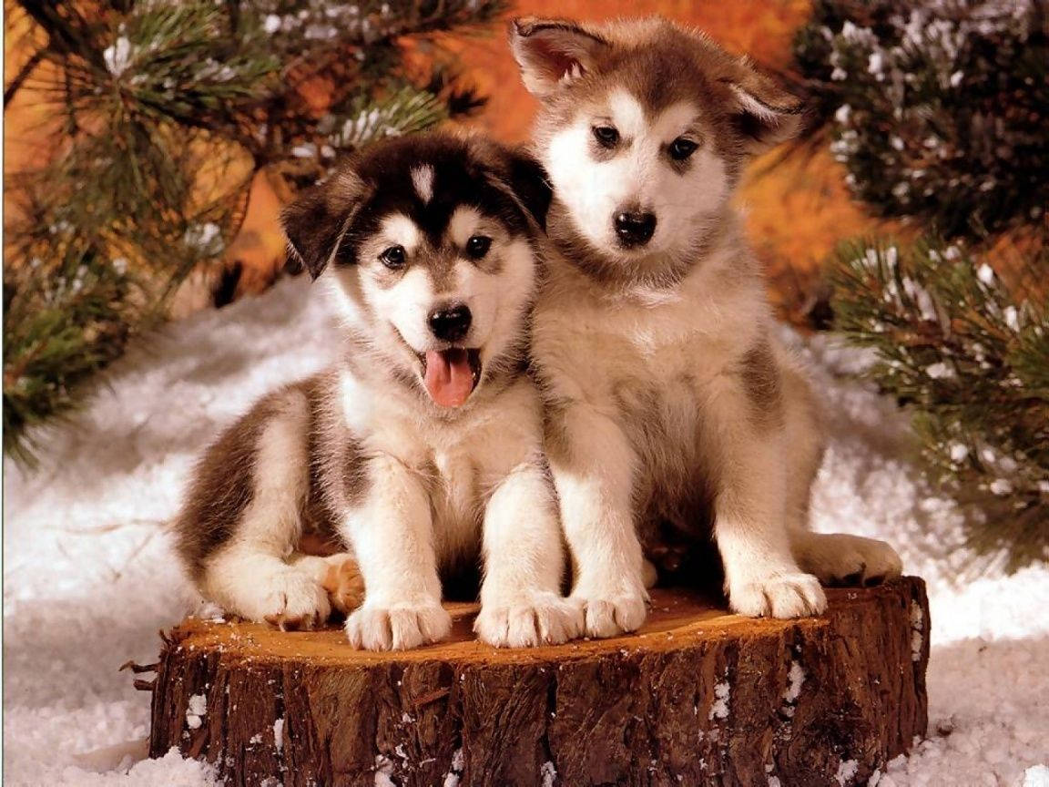 Two Cute Husky Puppy