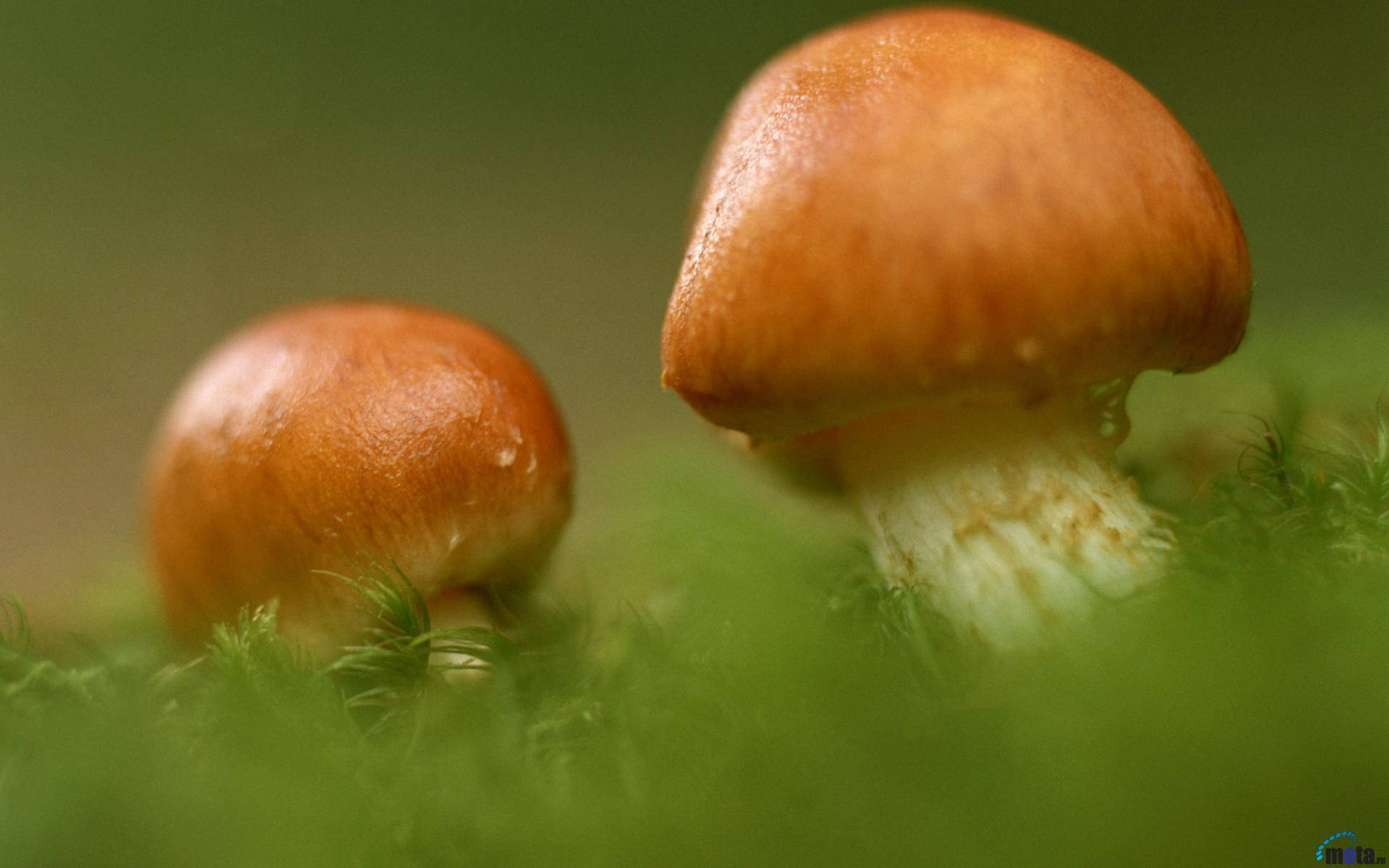 Two Cute Mushrooms Growing Background