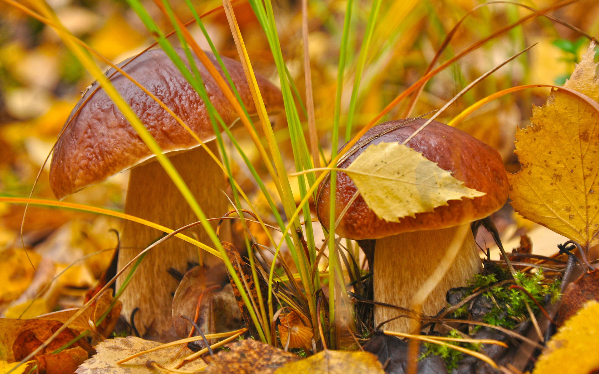 Two Cute Penny Bun Mushrooms With Yellow Leaves Background