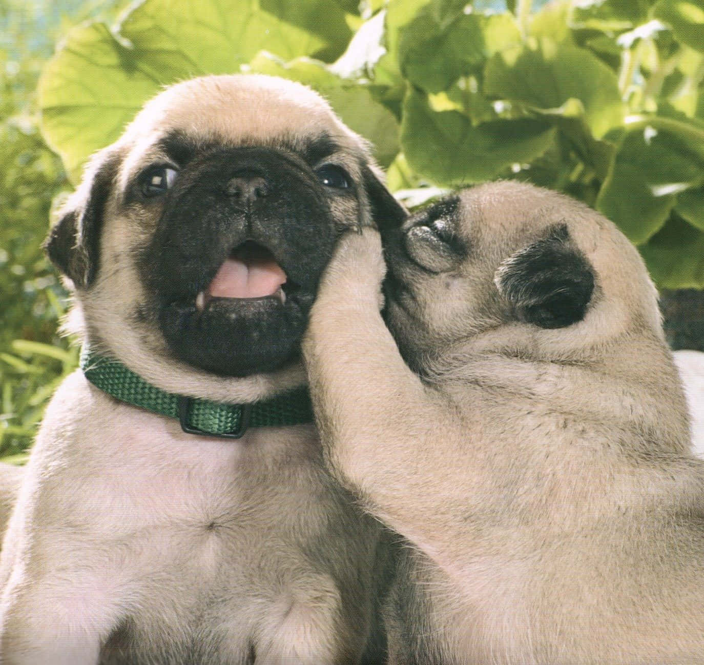 Two Cute Pug Puppies Background