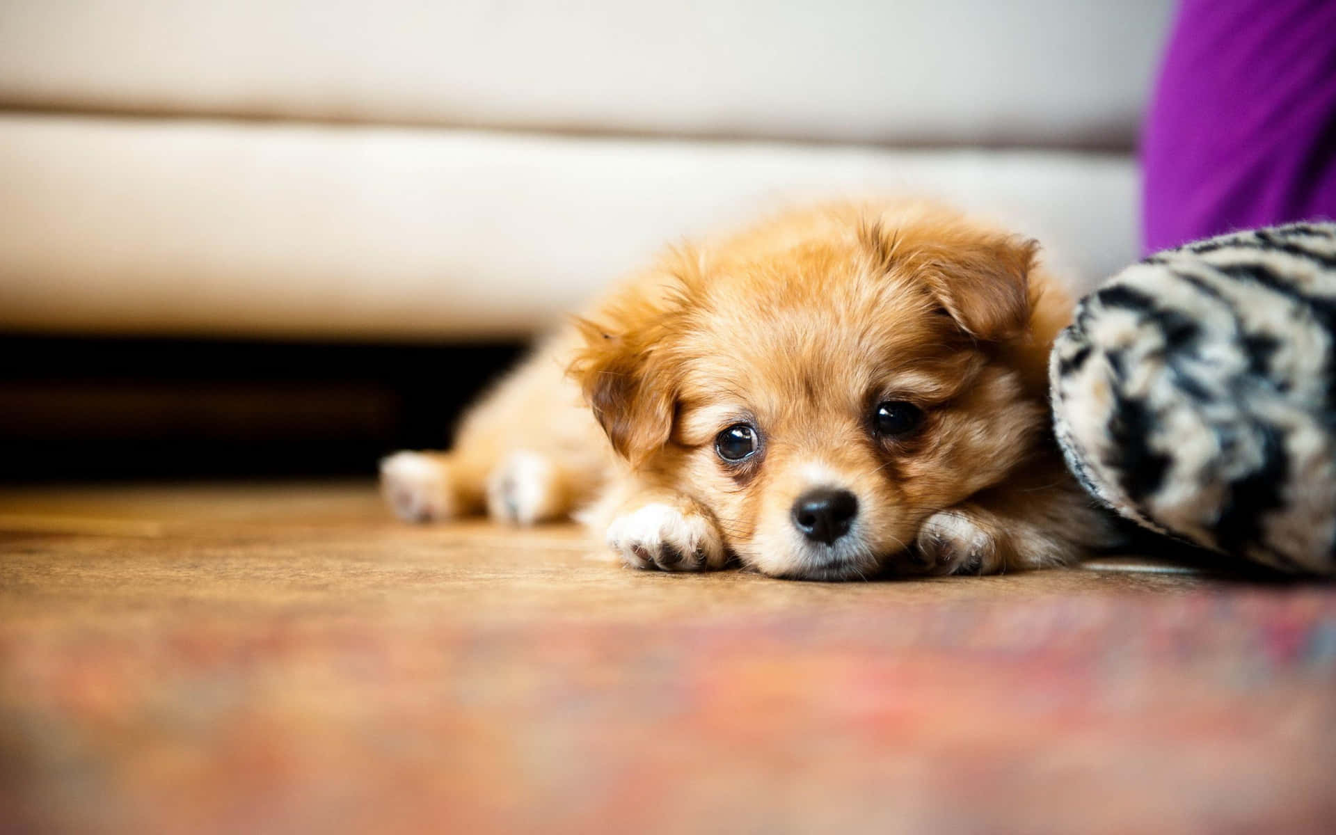 'two Cute Puppies Bonding Over A Snack'
