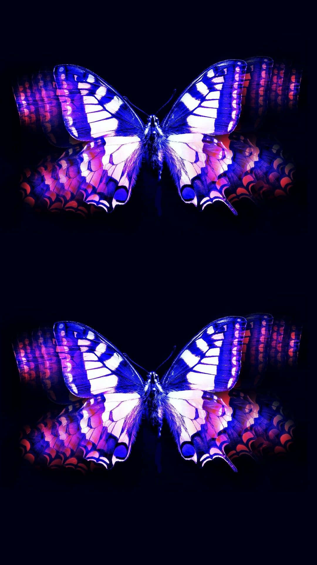 Two Cute Purple Butterfly Background