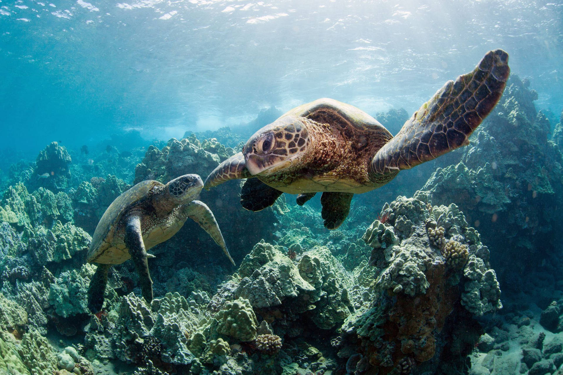 Two Cute Turtles In The Ocean Background