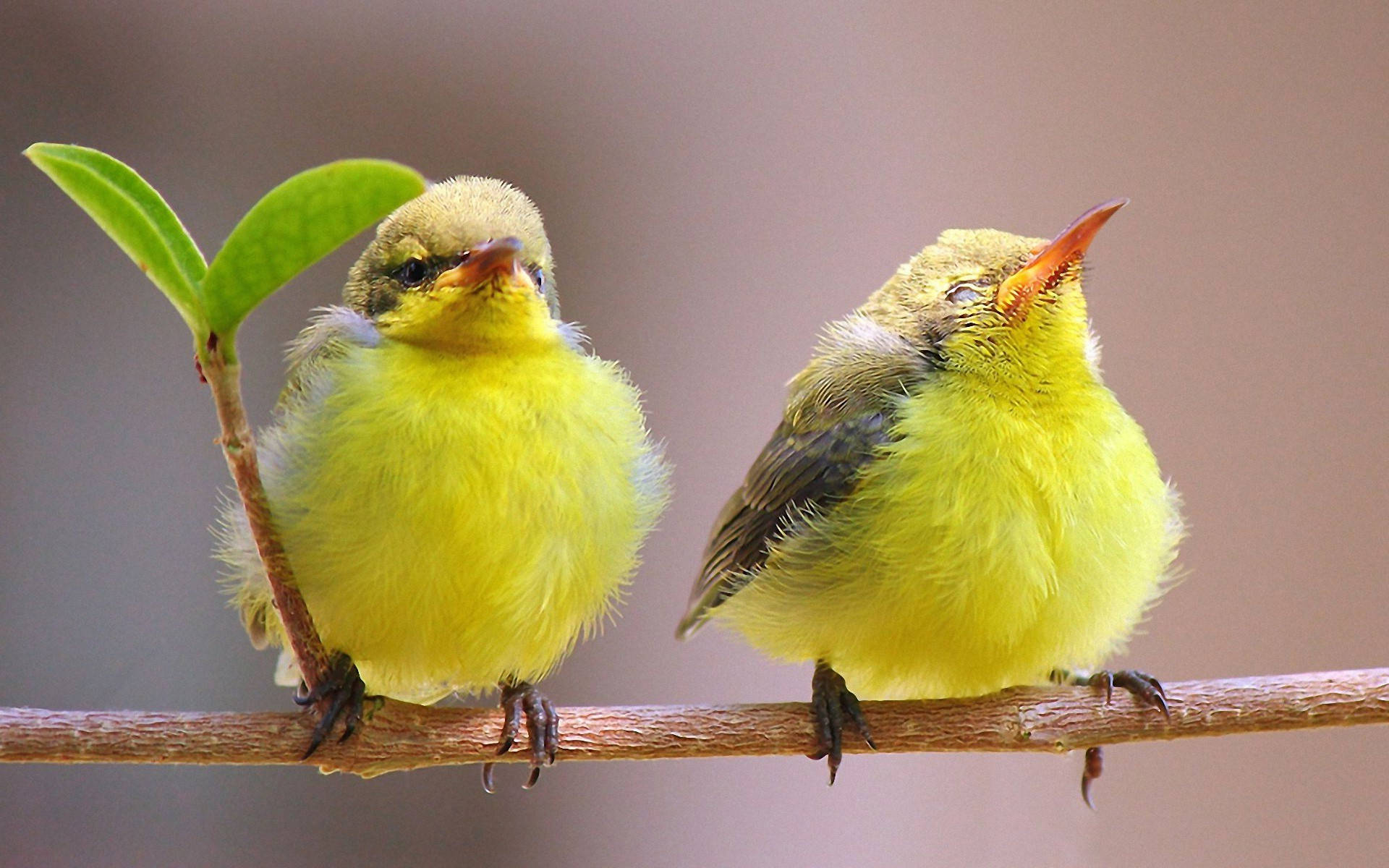 Two Cute Yellow Canaries Background