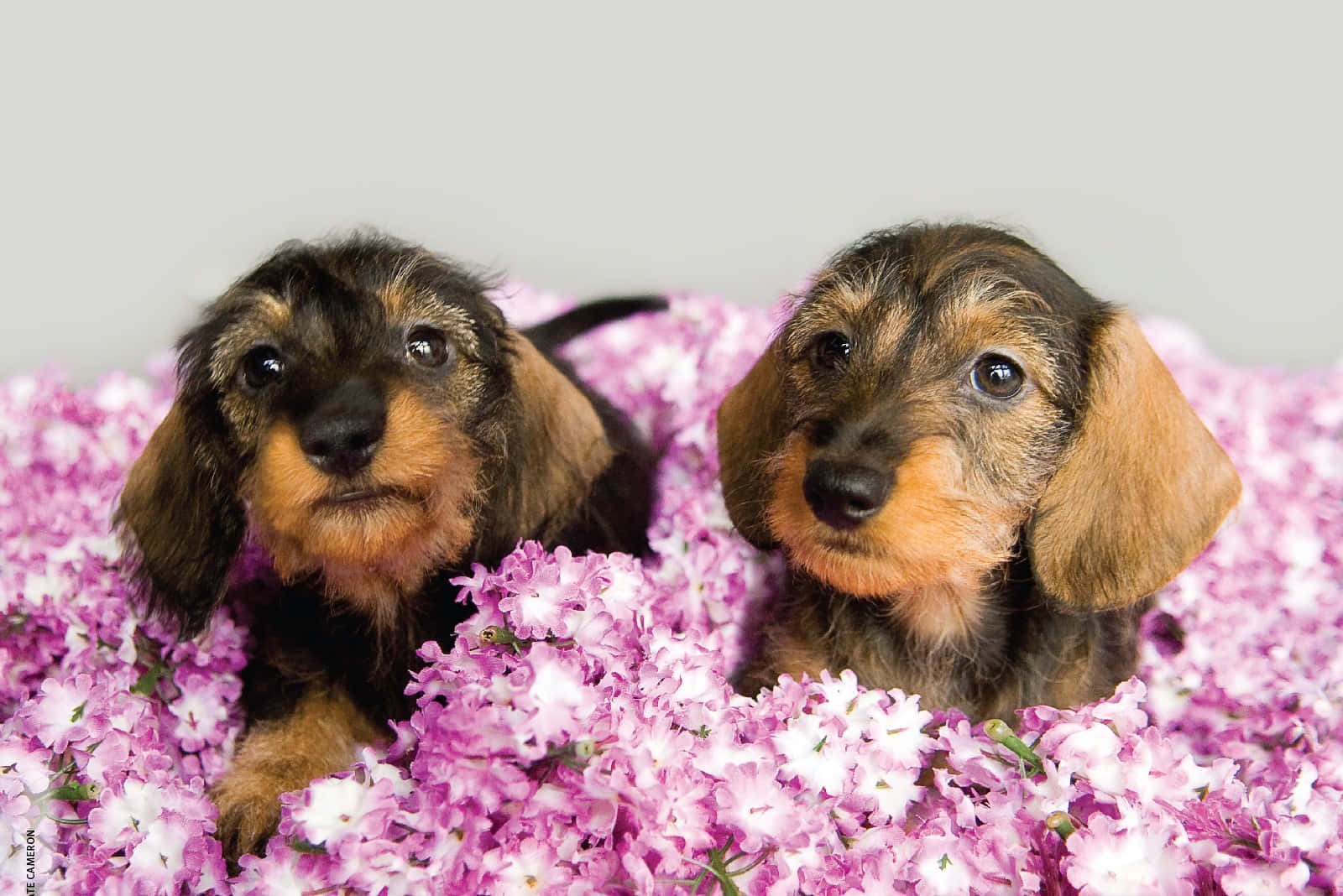 Two Dachshund Puppies In Pink Flowers Background