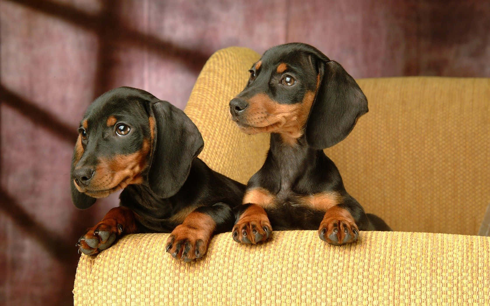 Two Dachshund Puppies On Couch Background