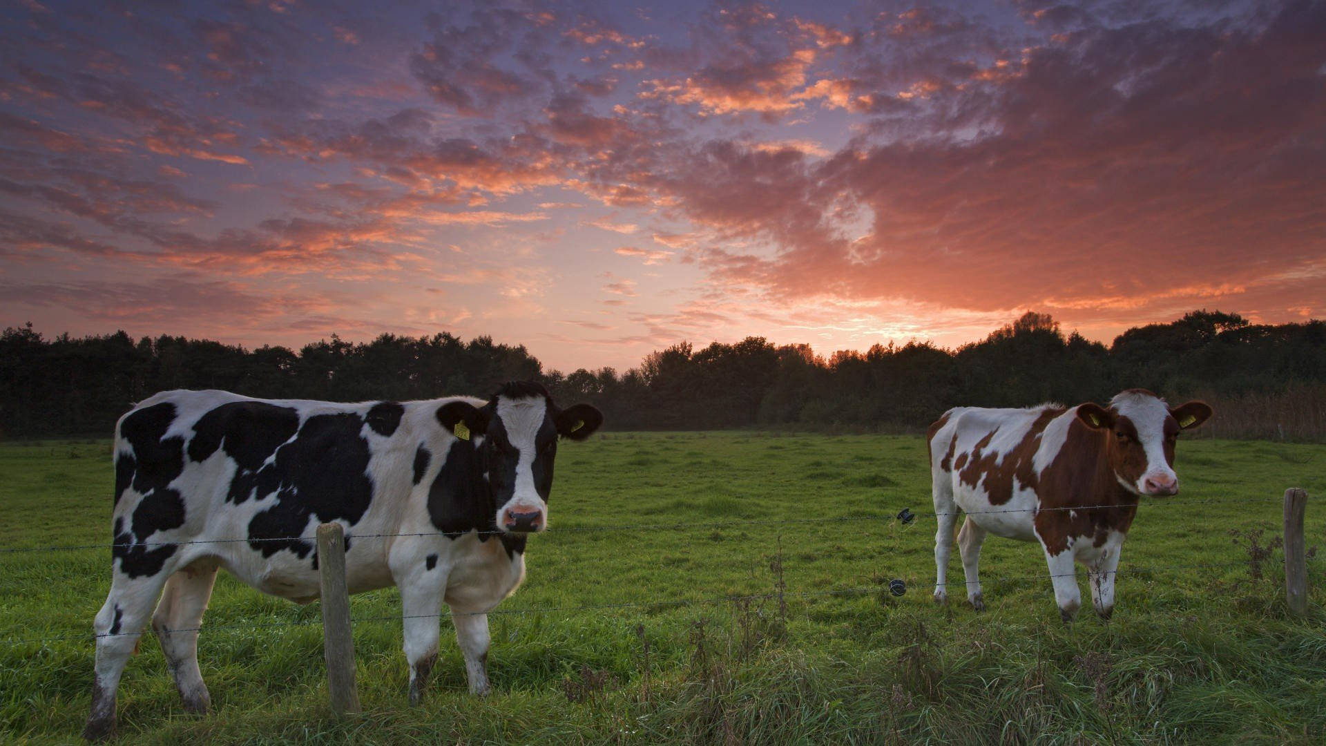 Two Dairy Cattle Breeds On Green Field Background