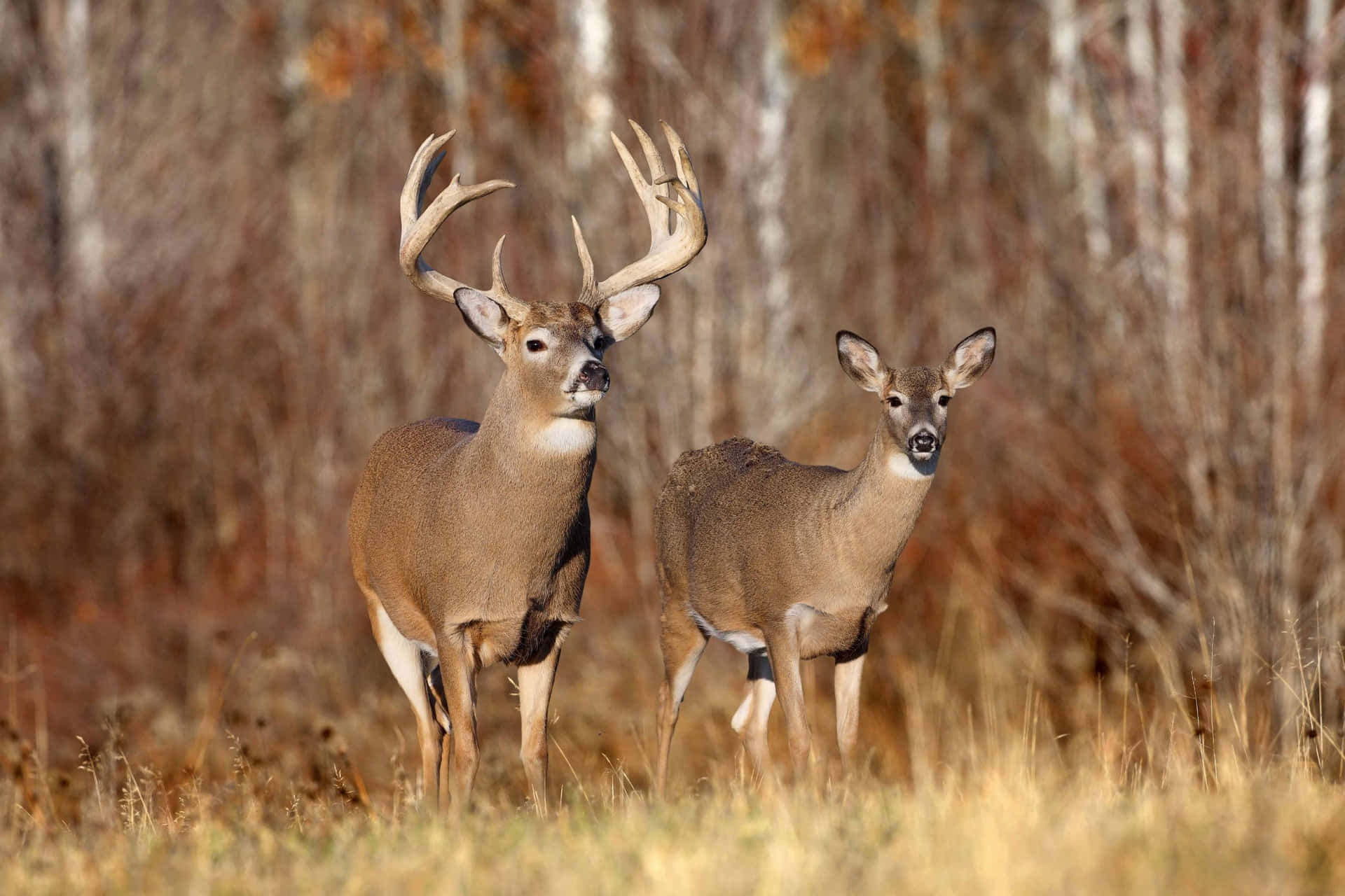 Two Deer Standing In A Field With Trees Background