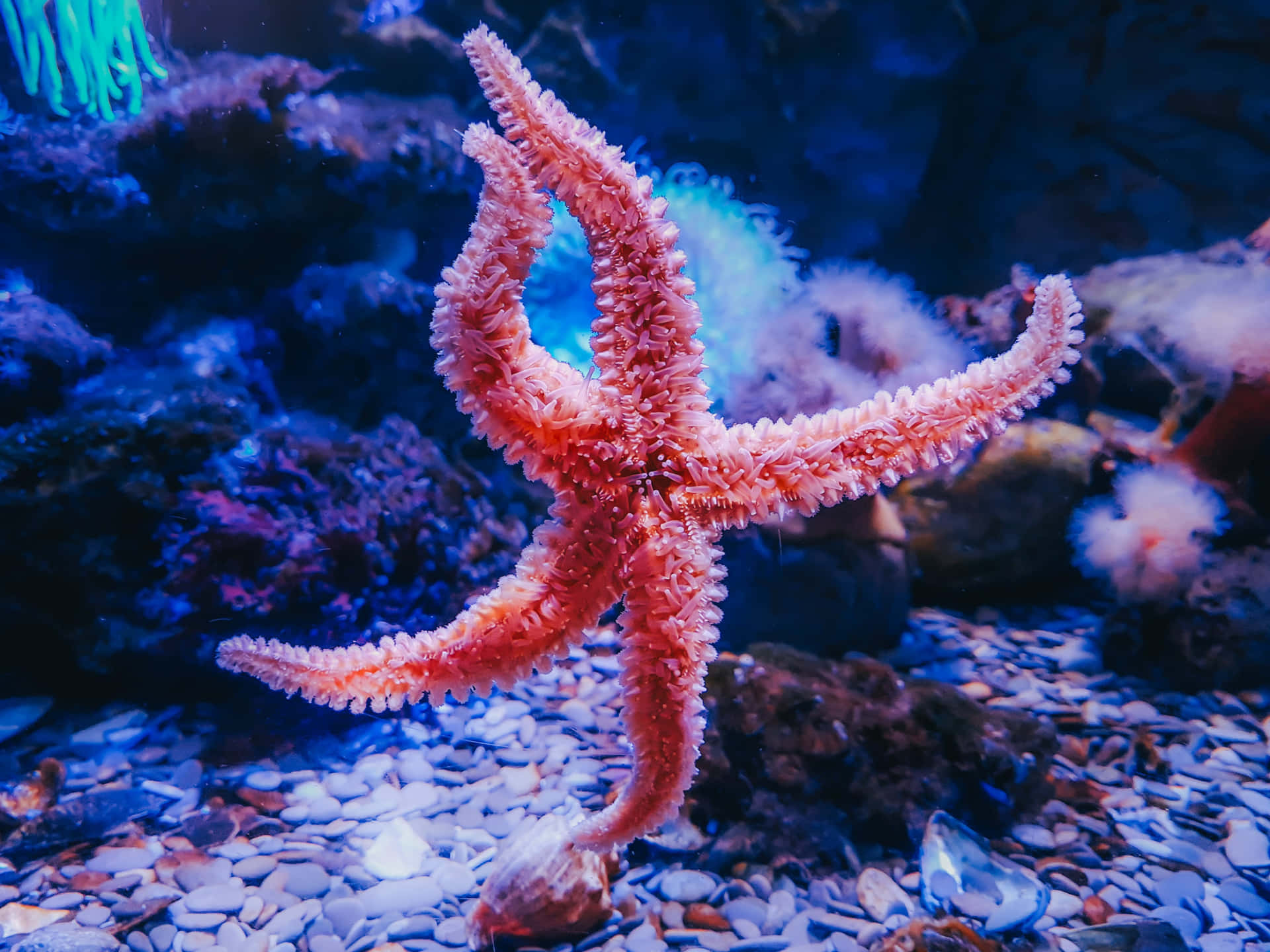 Two Divers Exploring The Beauty And Mystery Of The Underwater World Background