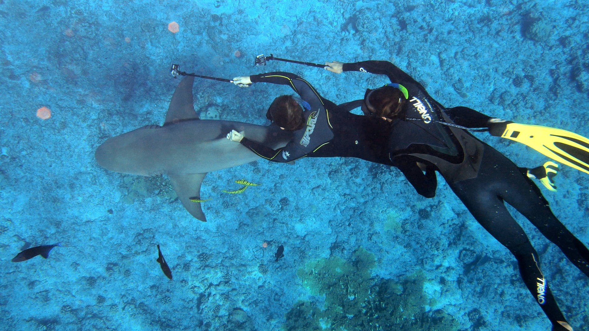 Two Divers Immersed In The Mesmerizing Waters Of French Polynesia Background