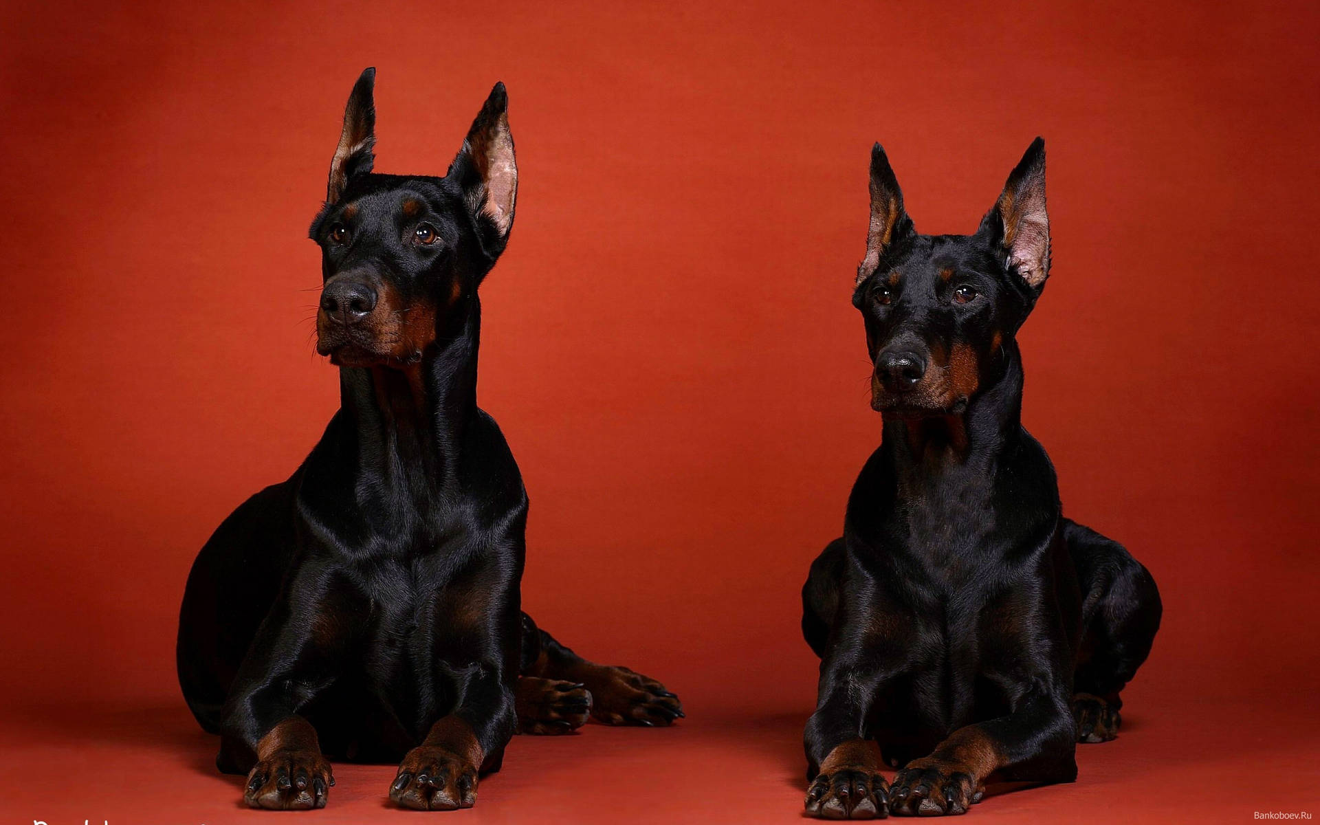 Two Doberman Pinschers In Black And Rust Background