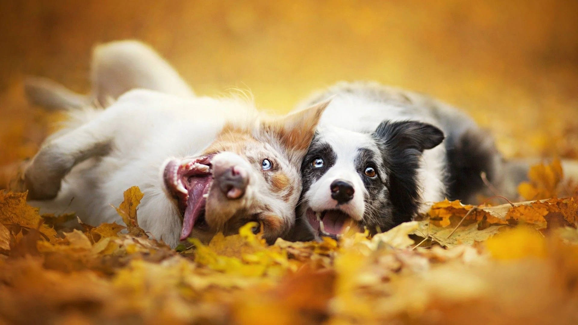 Two Dogs In Fall Season Background