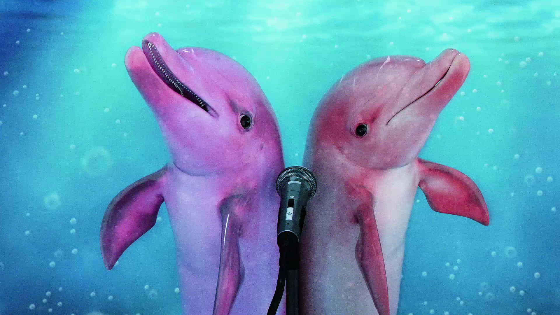 Two Dolphins Are Holding A Microphone In The Water Background