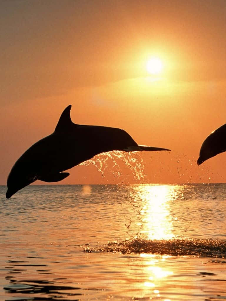 Two Dolphins Jumping Out Of The Water At Sunset Background