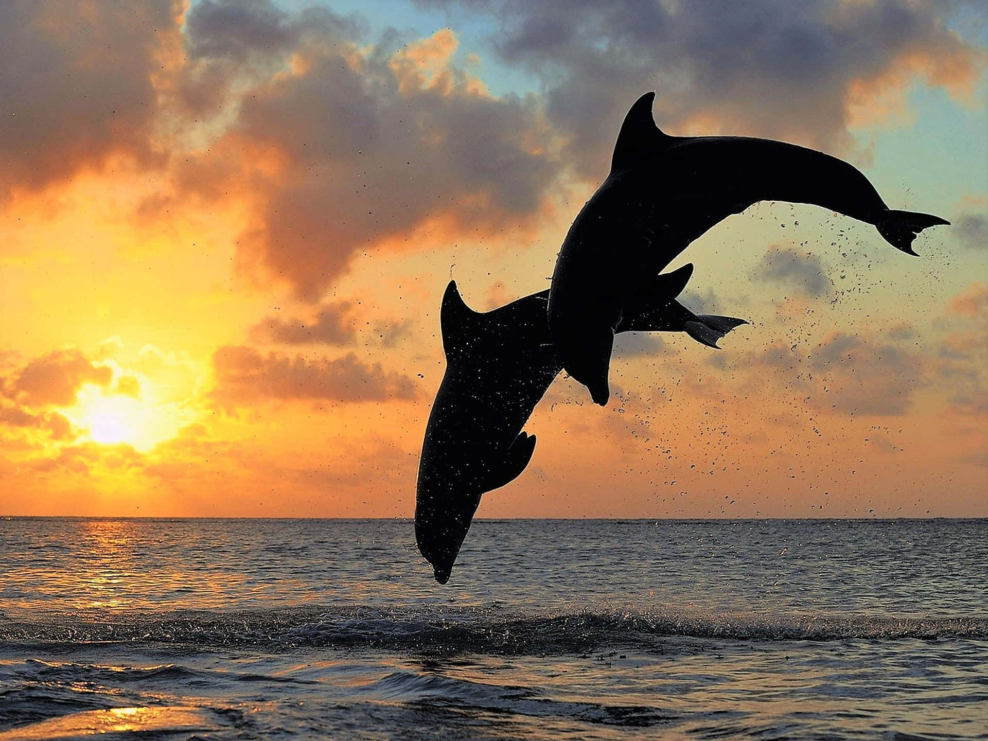 Two Dolphins Jumping Out Of The Water At Sunset Background