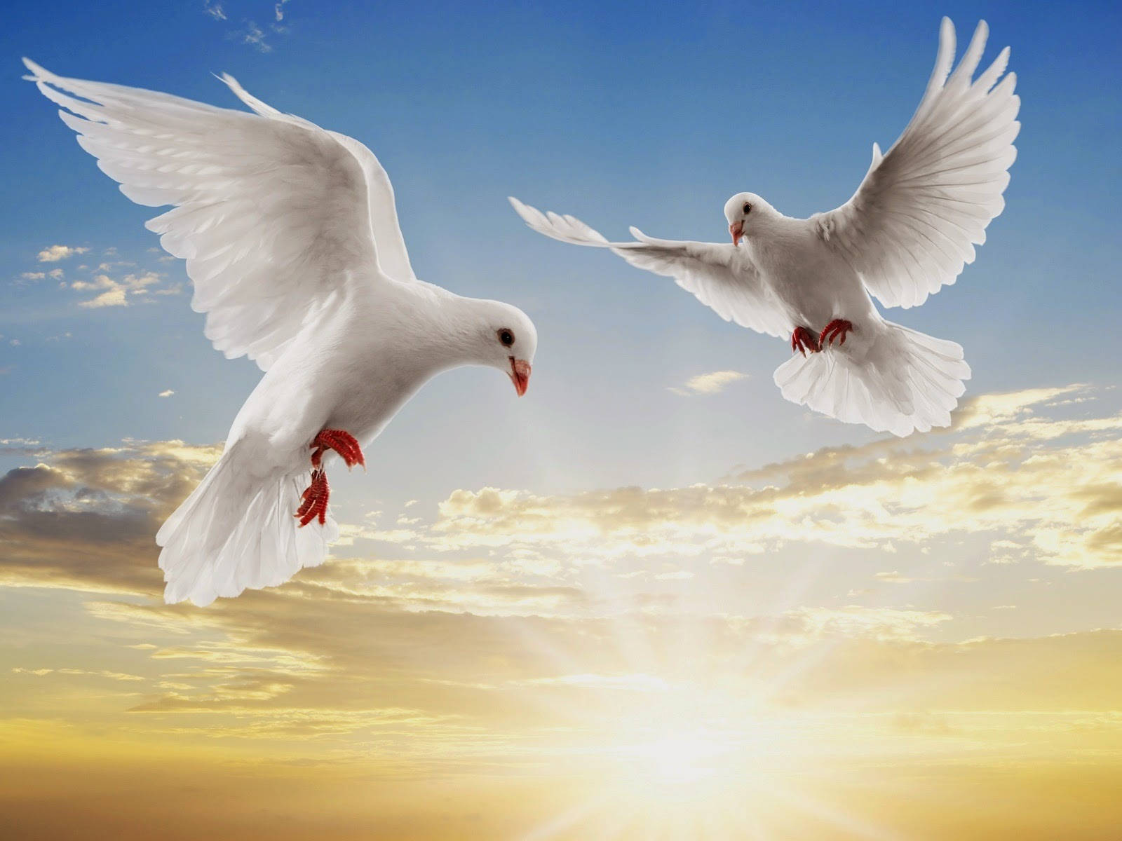 Two Dove Birds Flying Background