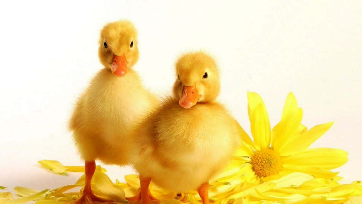 Two Ducklings Standing In Front Of Yellow Flowers Background