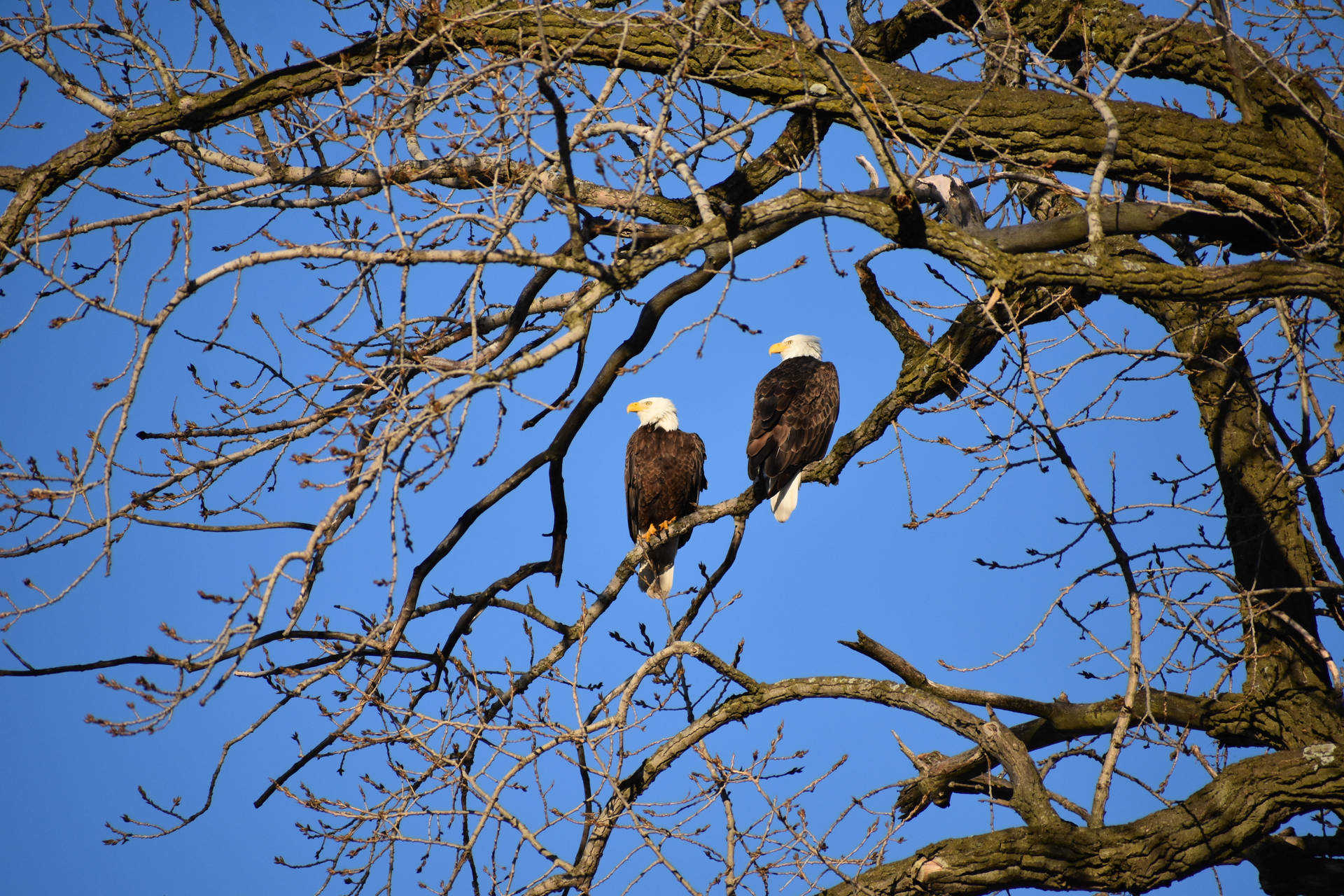 Two Eagles On A Tree Background