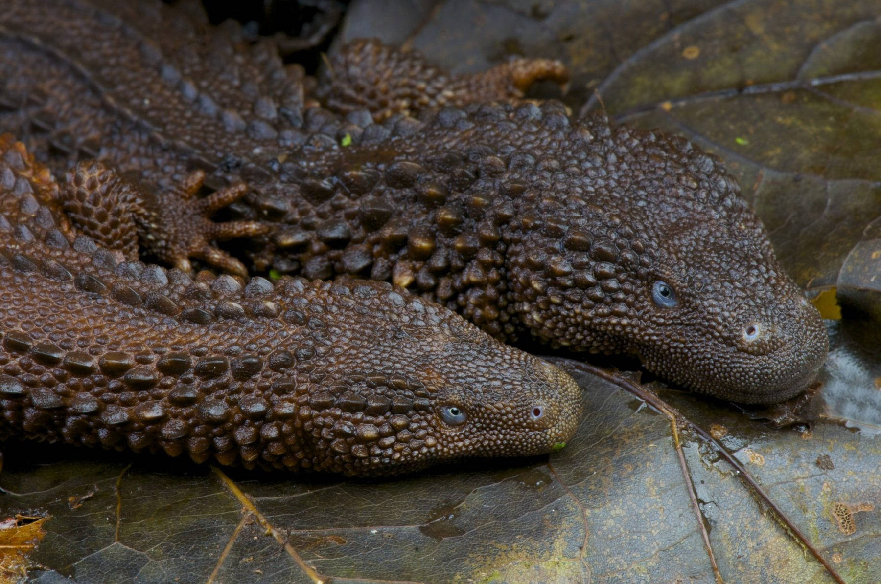 Two Earless Monitor Lizard Reptiles