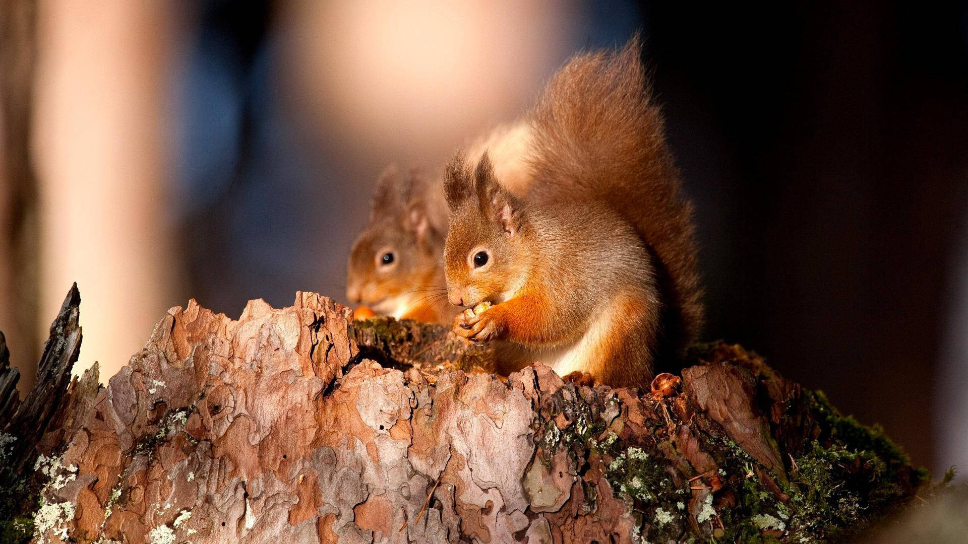 Two Eating Squirrel Background