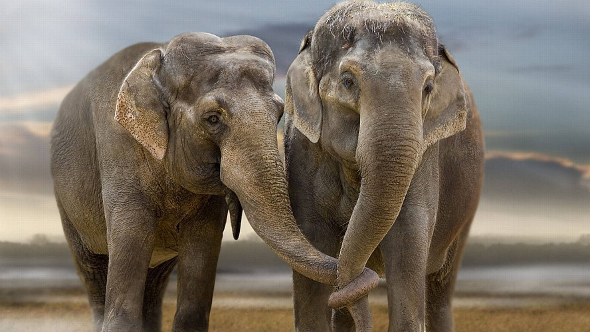 Two Elephants Standing Together In The Field Background