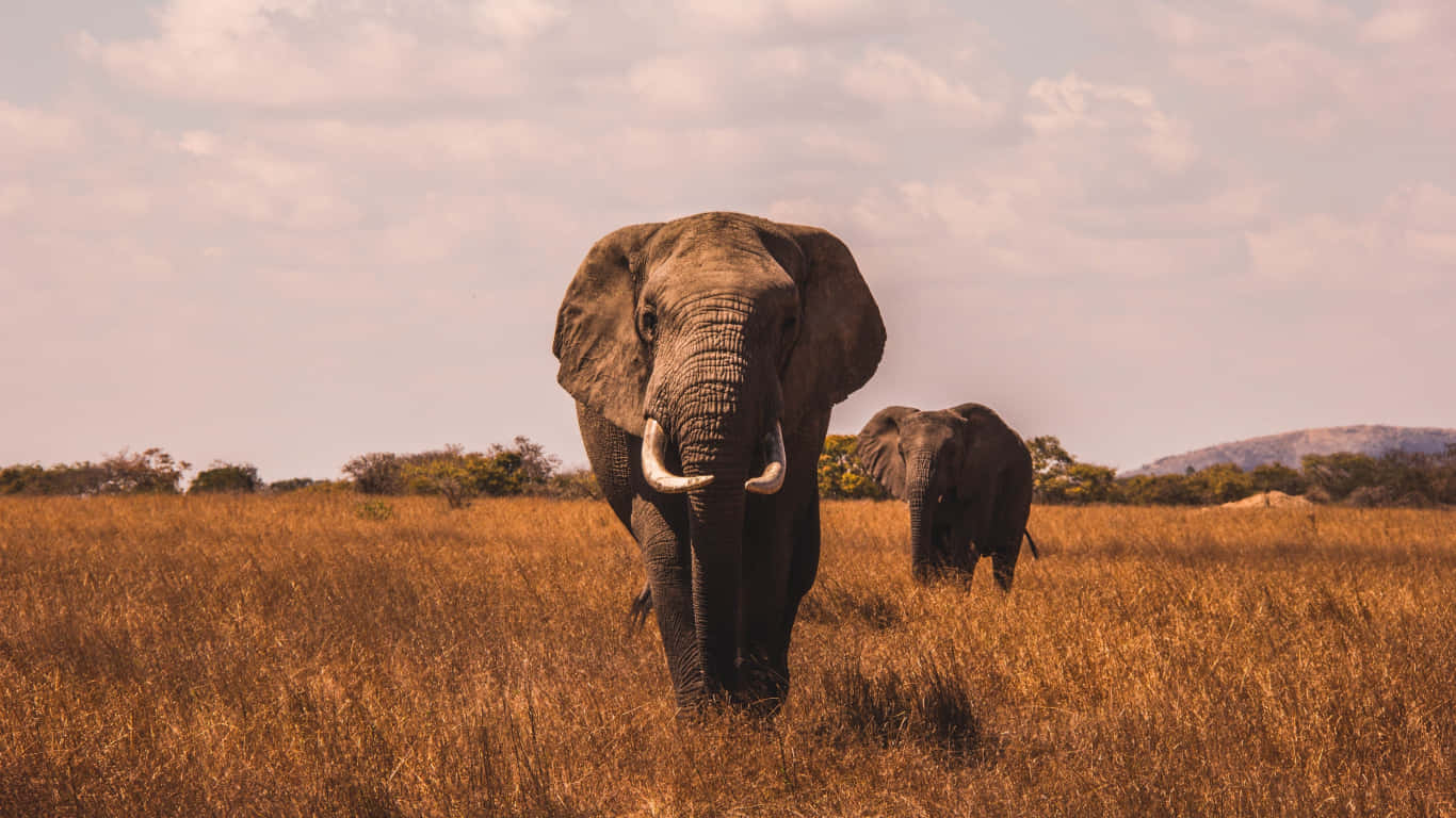 Two Elephants Walking Through A Field Of Brown Grass Background